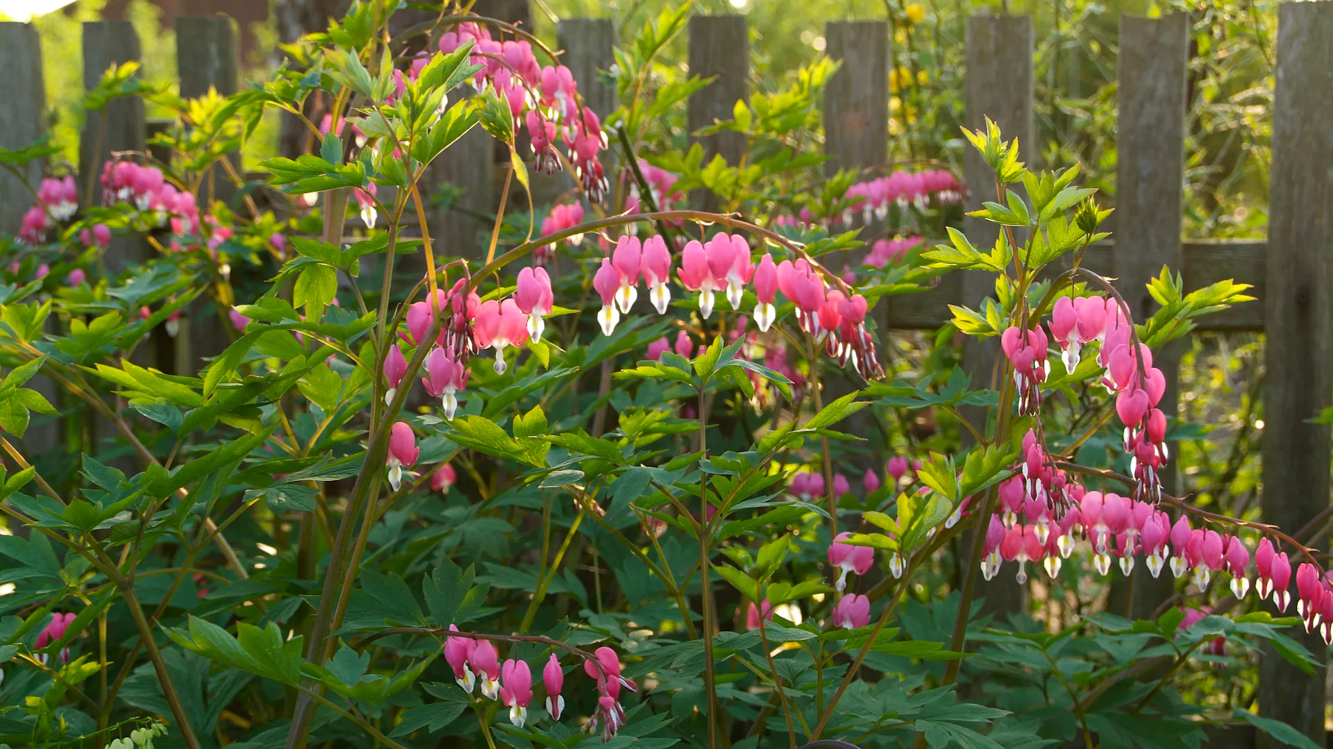 Tränendes Herz im Garten