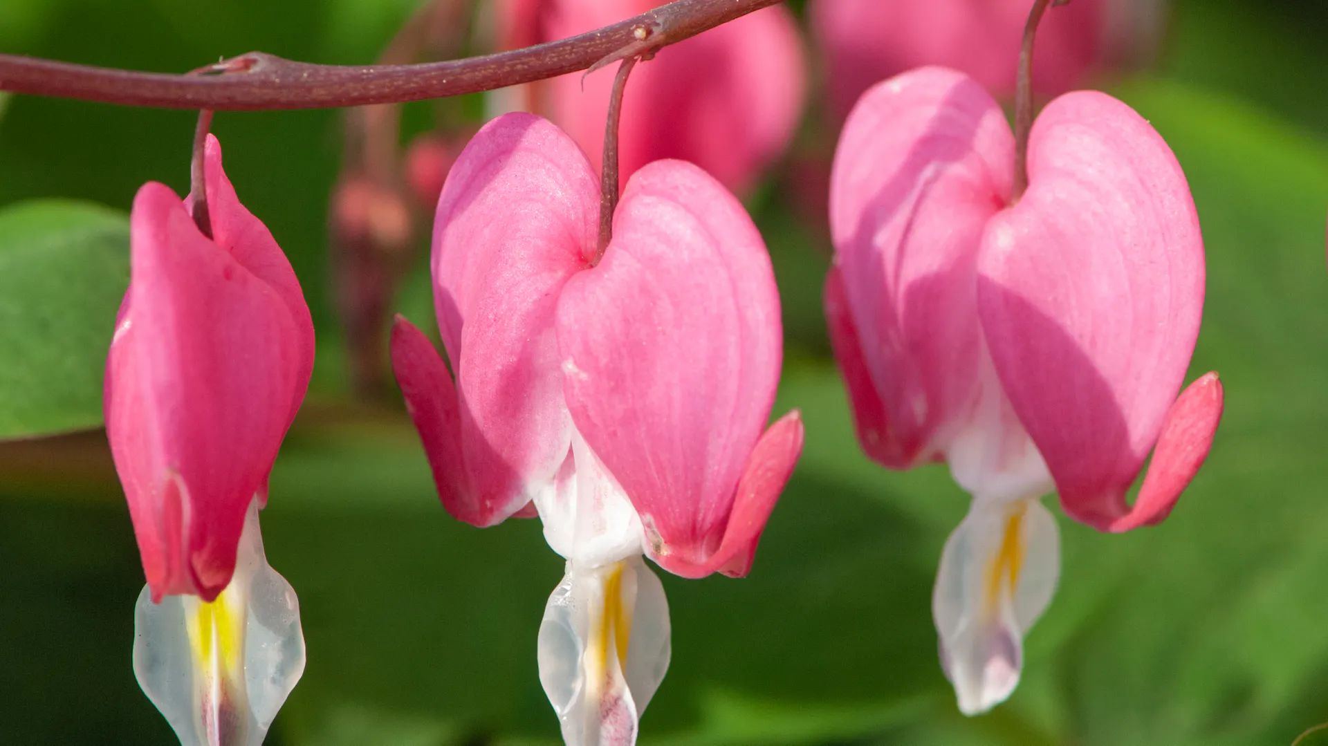 Blüten am Tränenden Herz