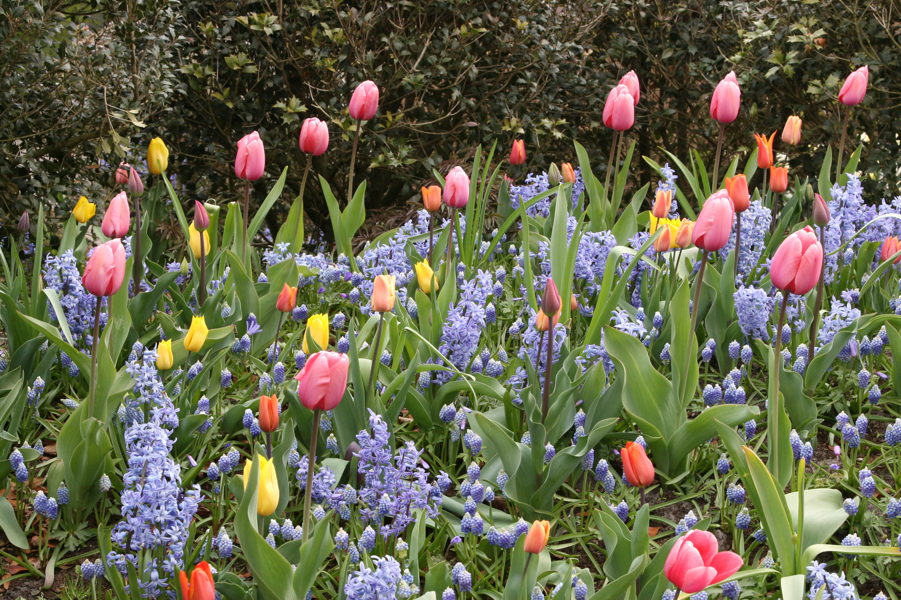 Traubenhyazinthen mit Tulpen
