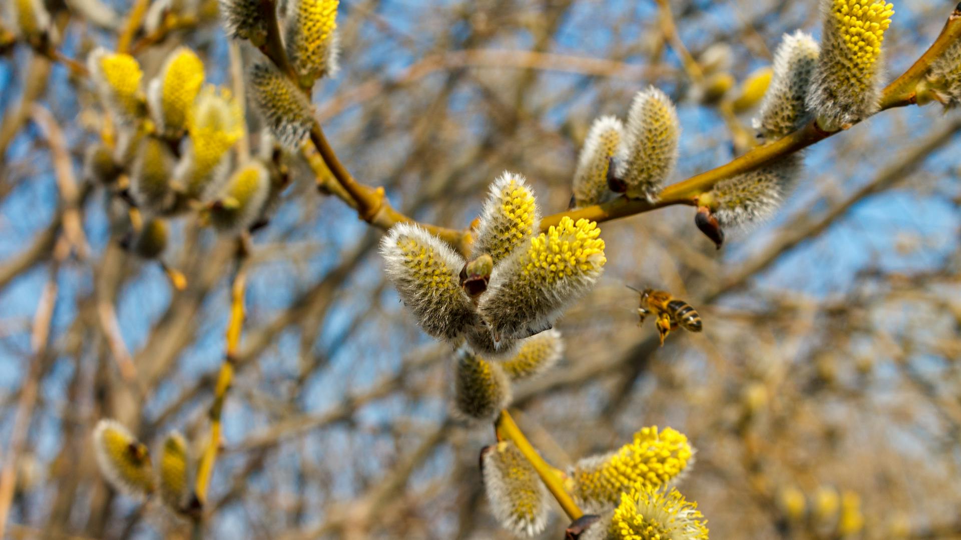 Die Weidenkätzchen der Trauerweide blühen und locken Bienen an.