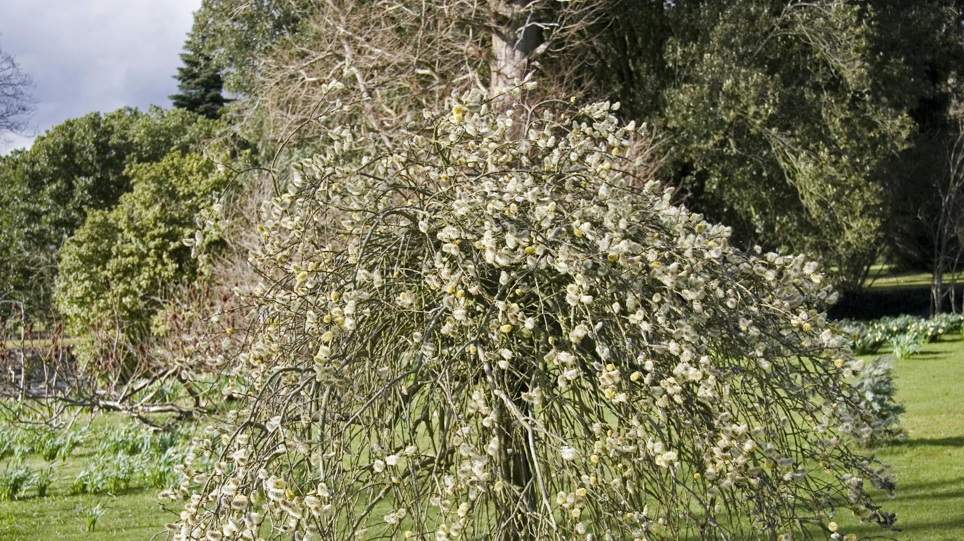 Hängende Kätzchenweide gedeiht im Garten.