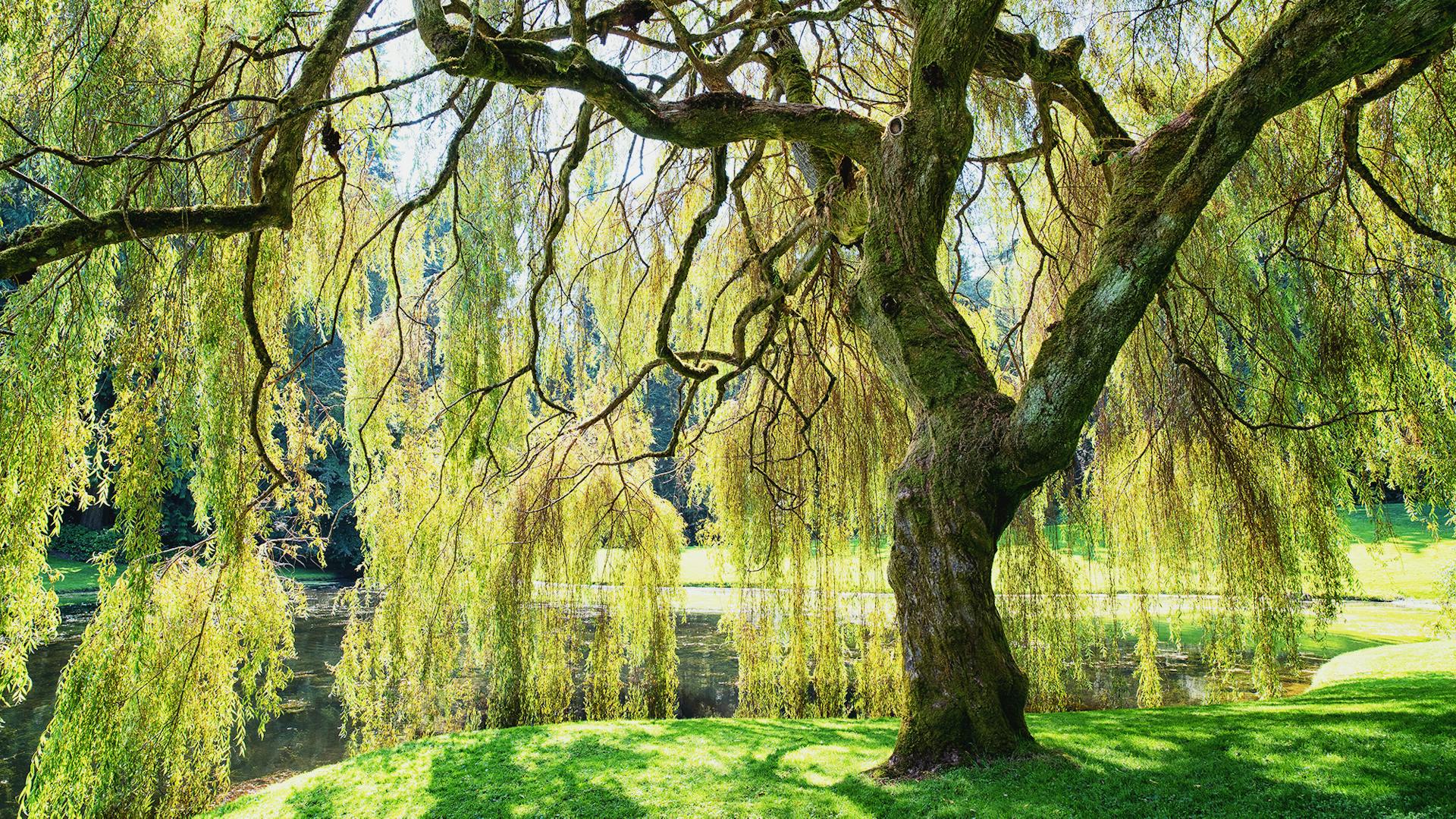 Trauerweide auf einer Wiese am Rande eines Teiches
