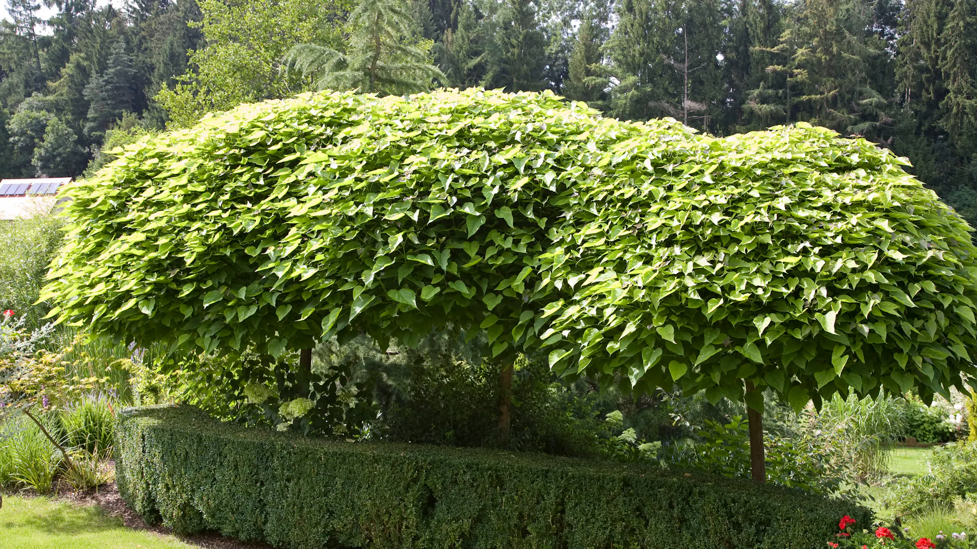 Trompetenbaum an einer Hecke