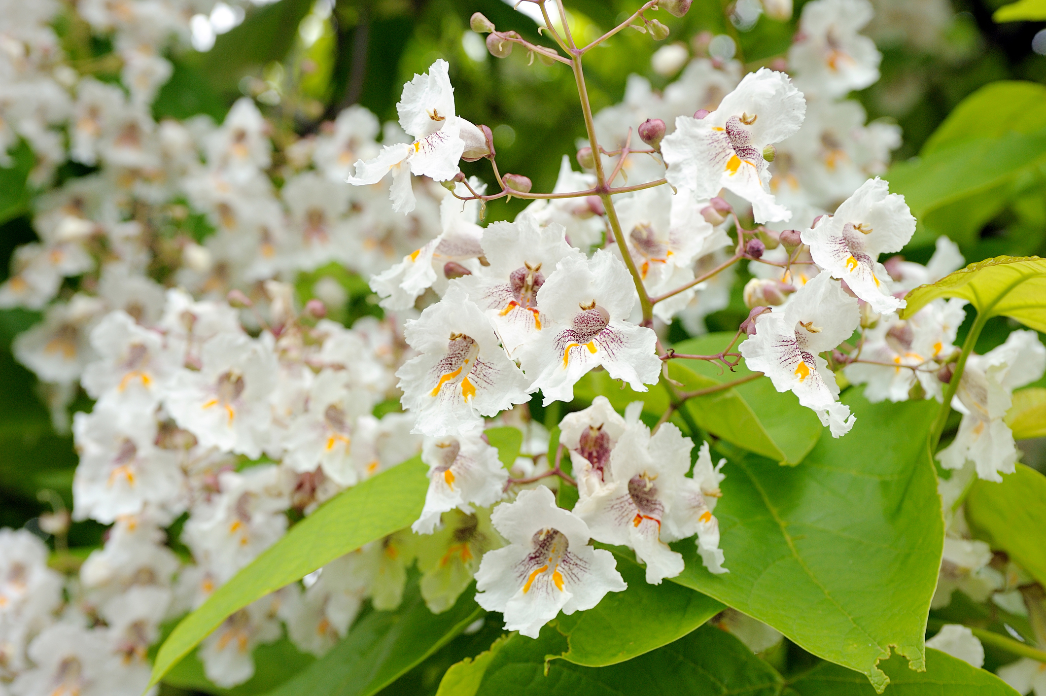 Blüten am Trompetenbaum