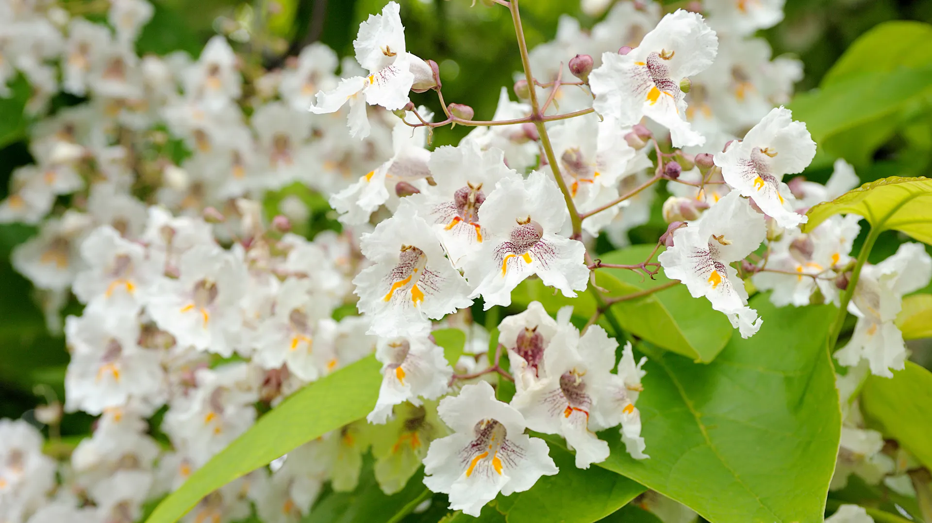 Blüten am Trompetenbaum