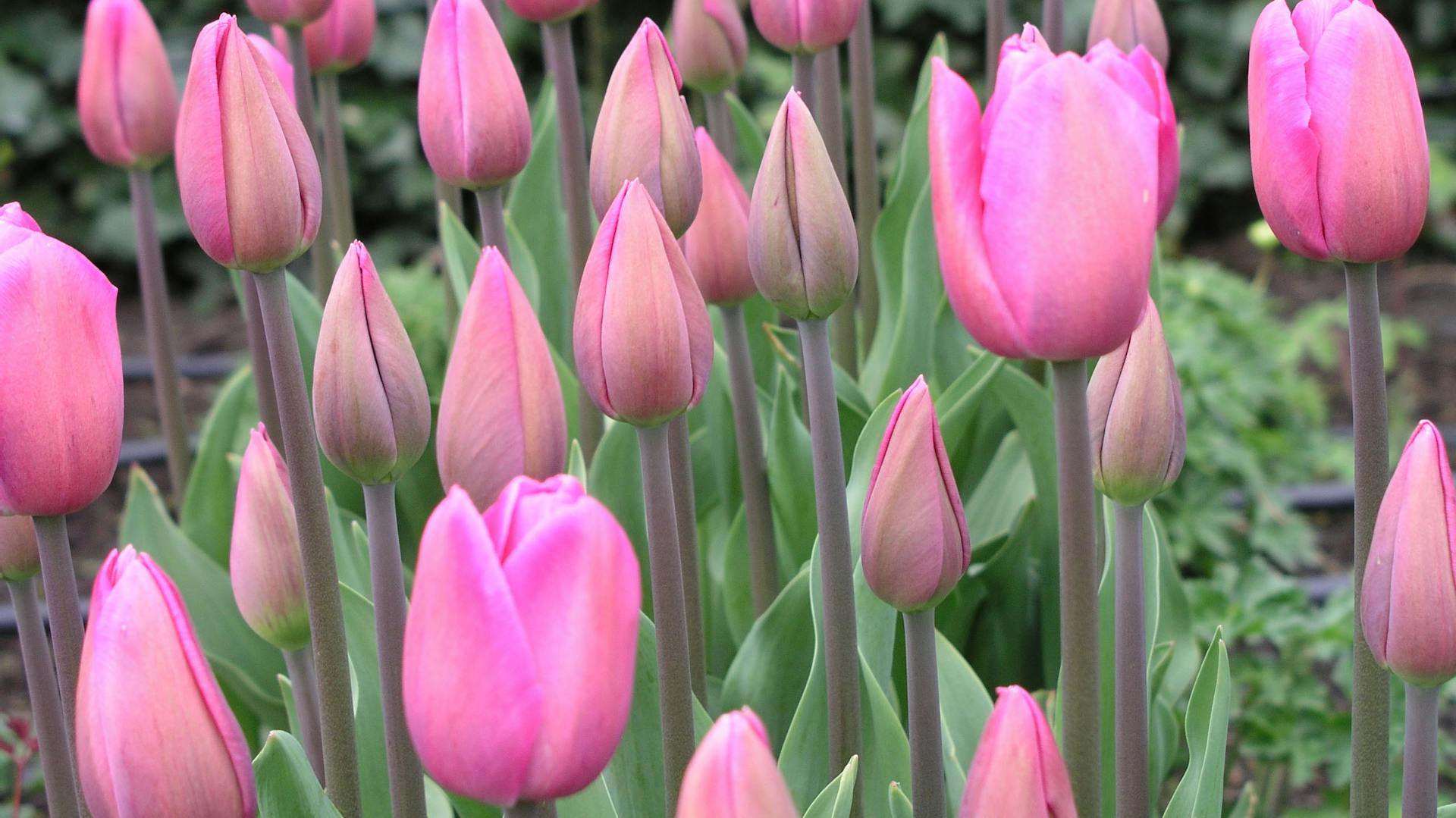 Rosa blühende Tulpen im Garten.