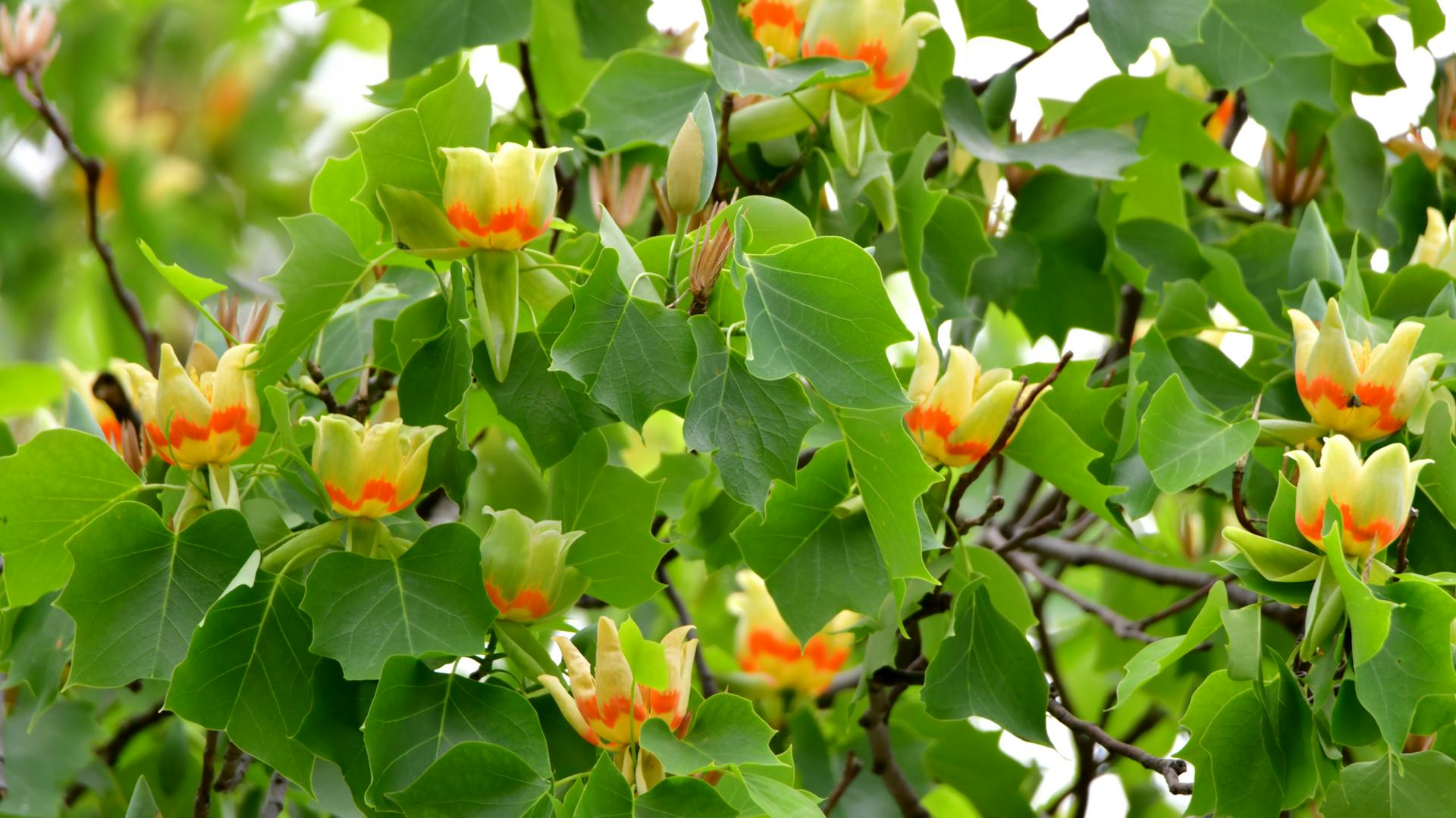 Blüten am Tulpenbaum