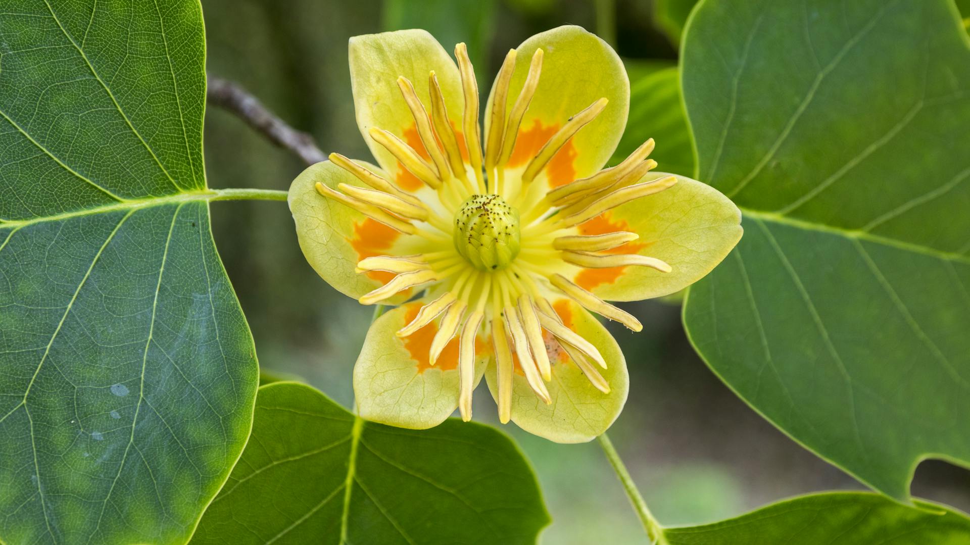 Gelbe Blüte des Tulpenbaums