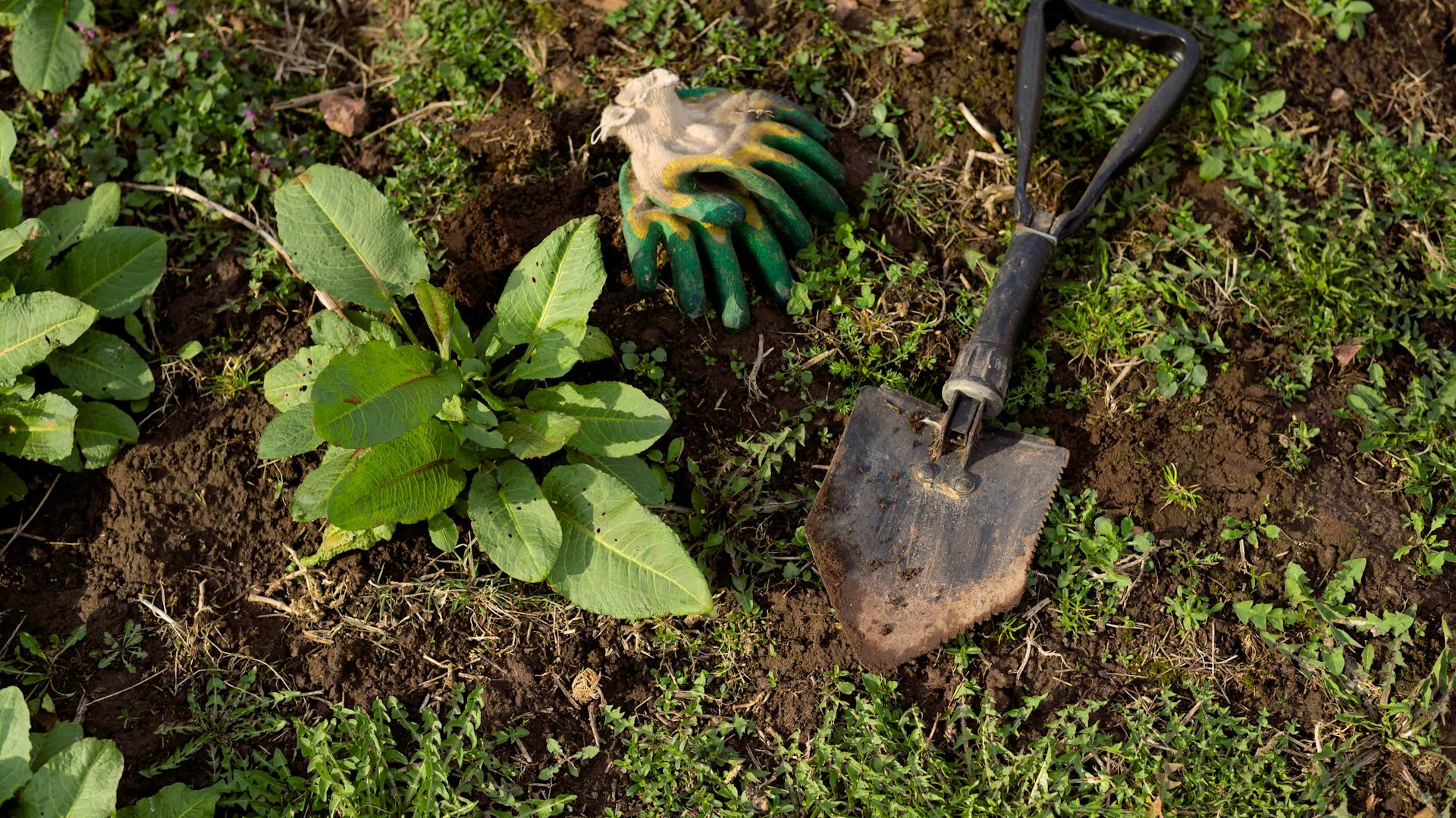 Unkraut neben einer Schaufel und einem paar Gartenhandschuhen