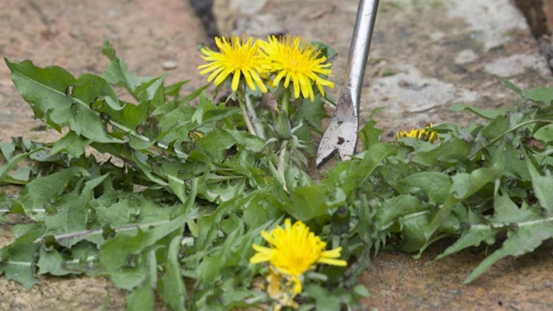 Unkraut wächst zwischen Pflastersteinen.