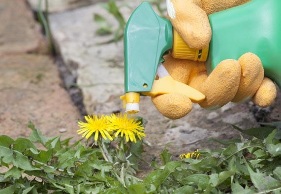 Qualcuno spruzza diserbante sul tarassaco
