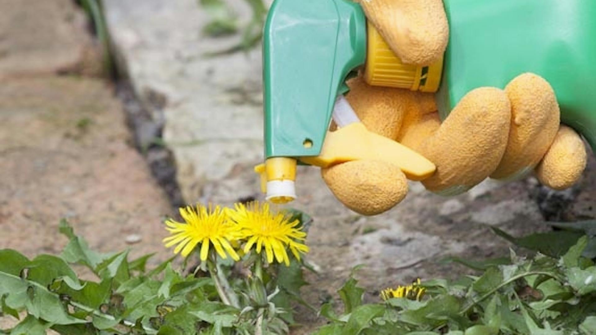 Jemand sprüht Löwenzahn mit einem Unkrautvernichter ein