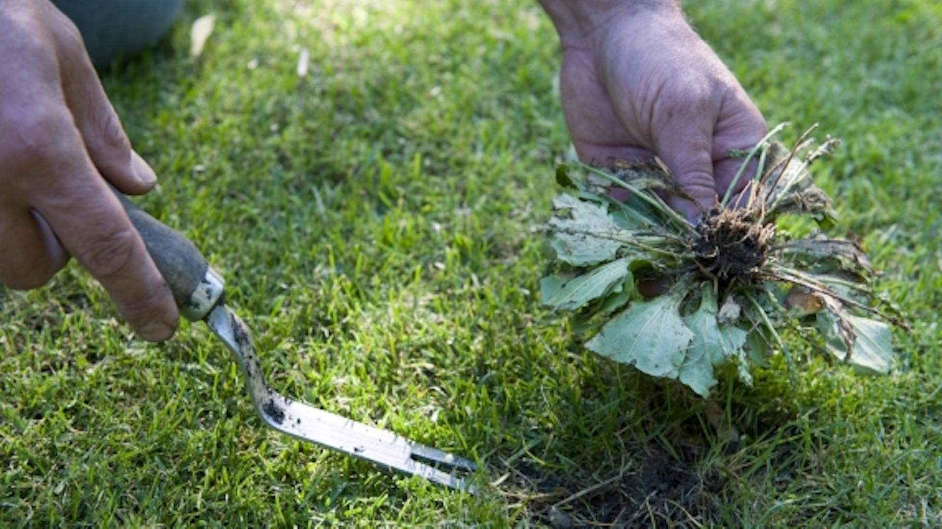 Jemand sticht Wurzelunkräuter aus.