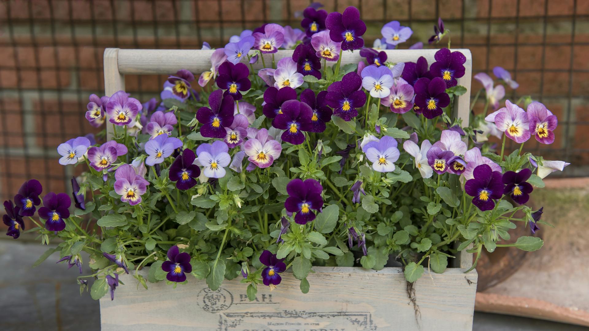 Veilchen in einer Holzkiste