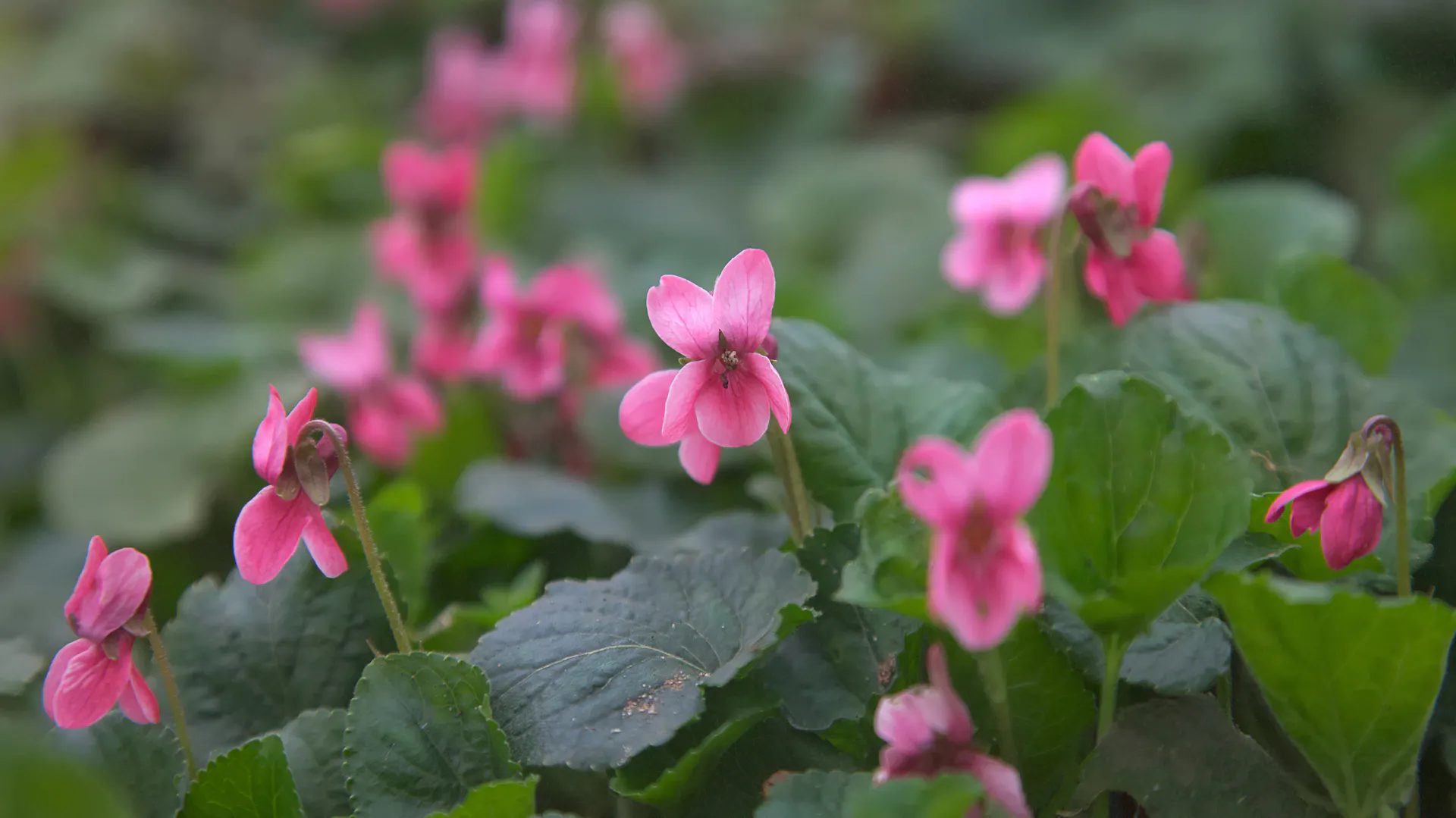 Pinkfarbene Duft-Veilchen der Sorte „Coeur d'Alsace“