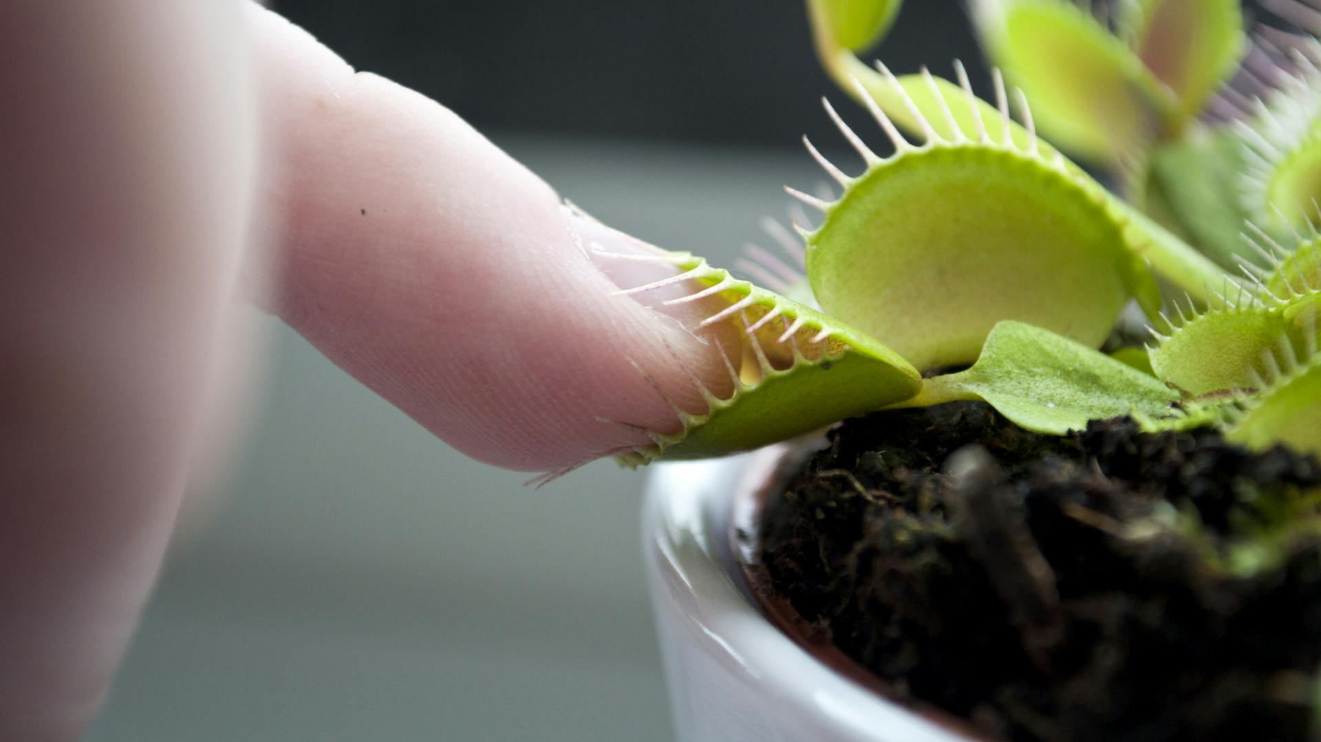 Jemand steckt einen Finger in eine Venusfliegenfalle.