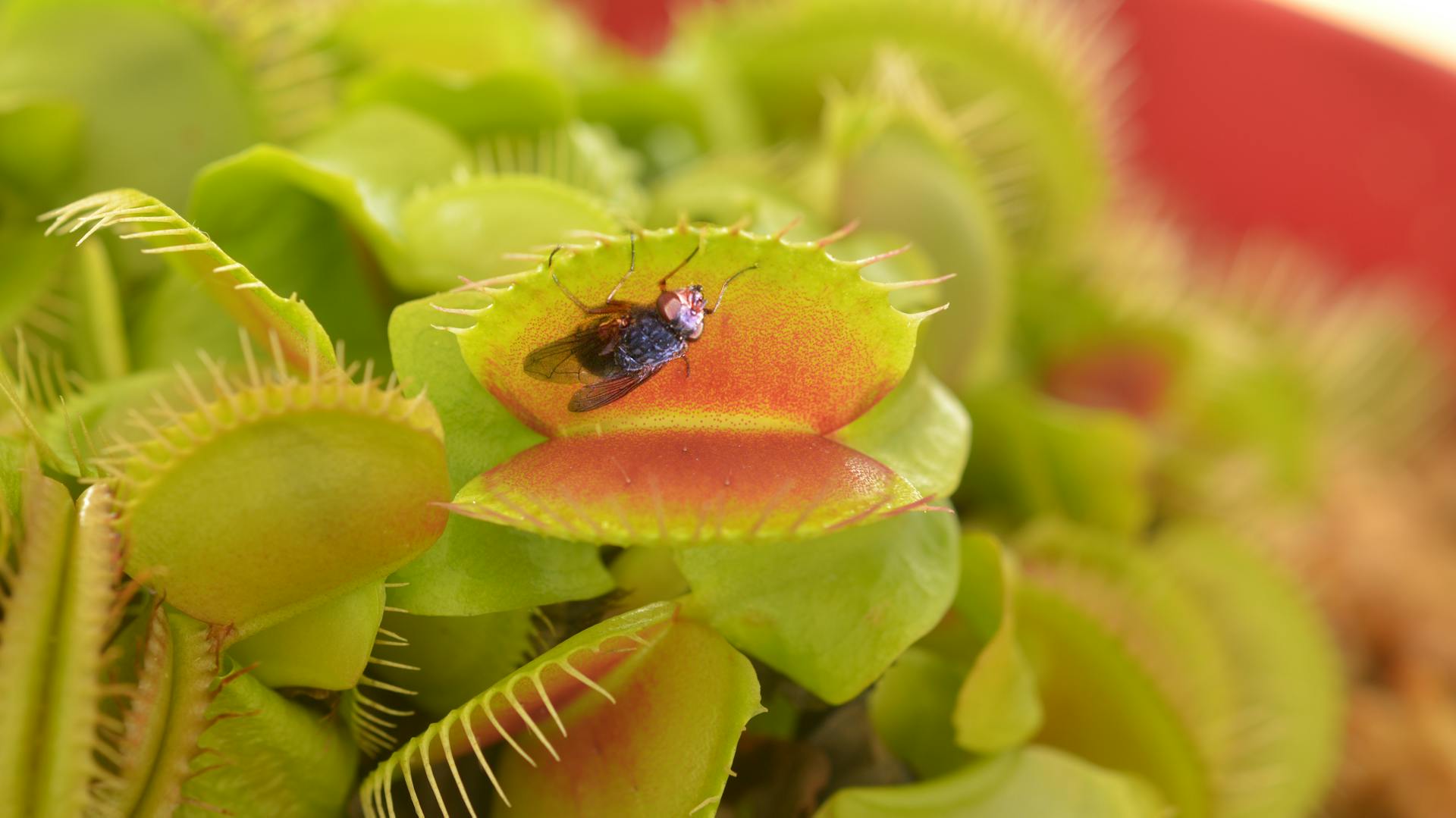 Fliege in der Venusfliegenfalle