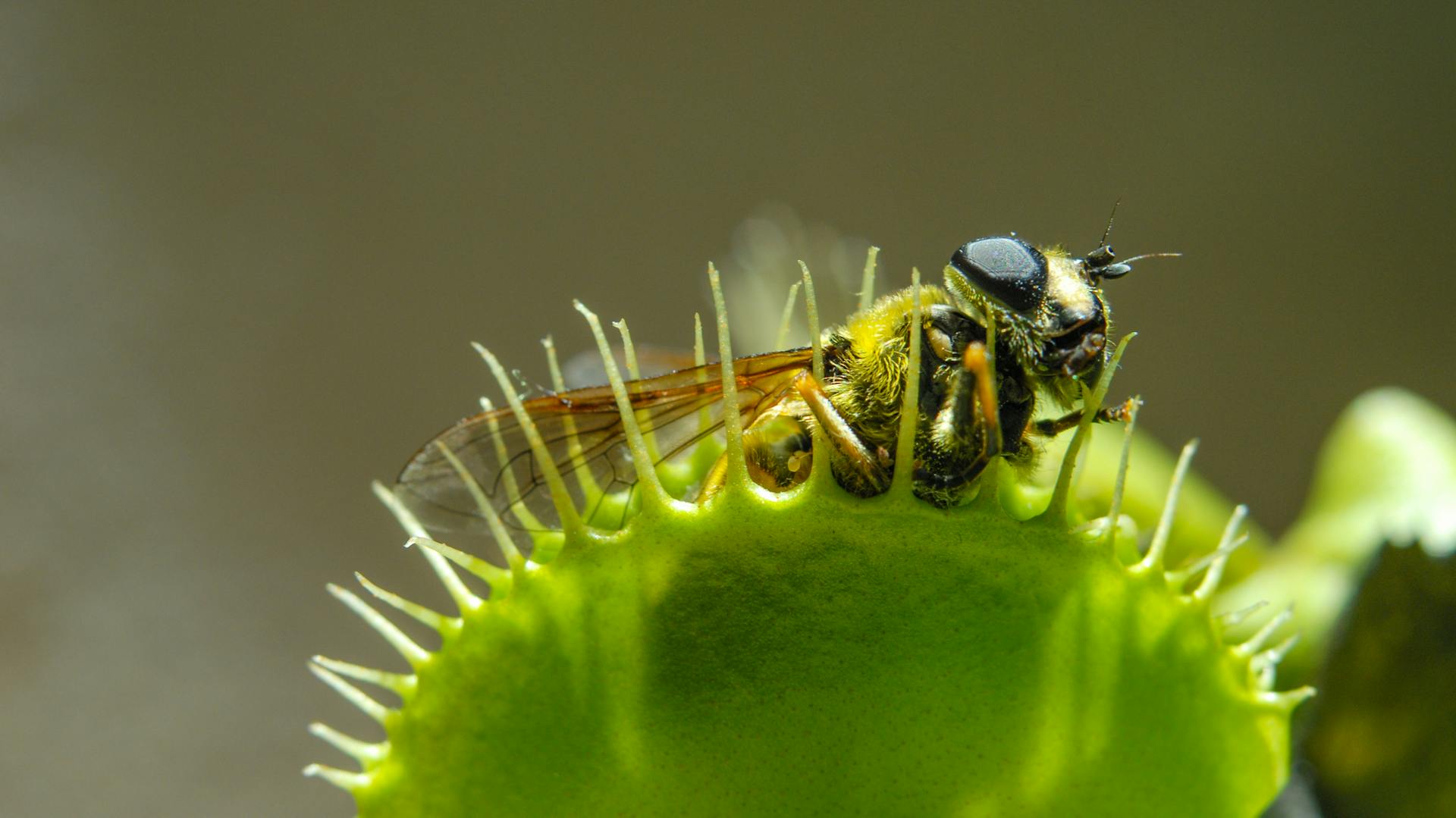 Insekt in der Venusfliegenfalle
