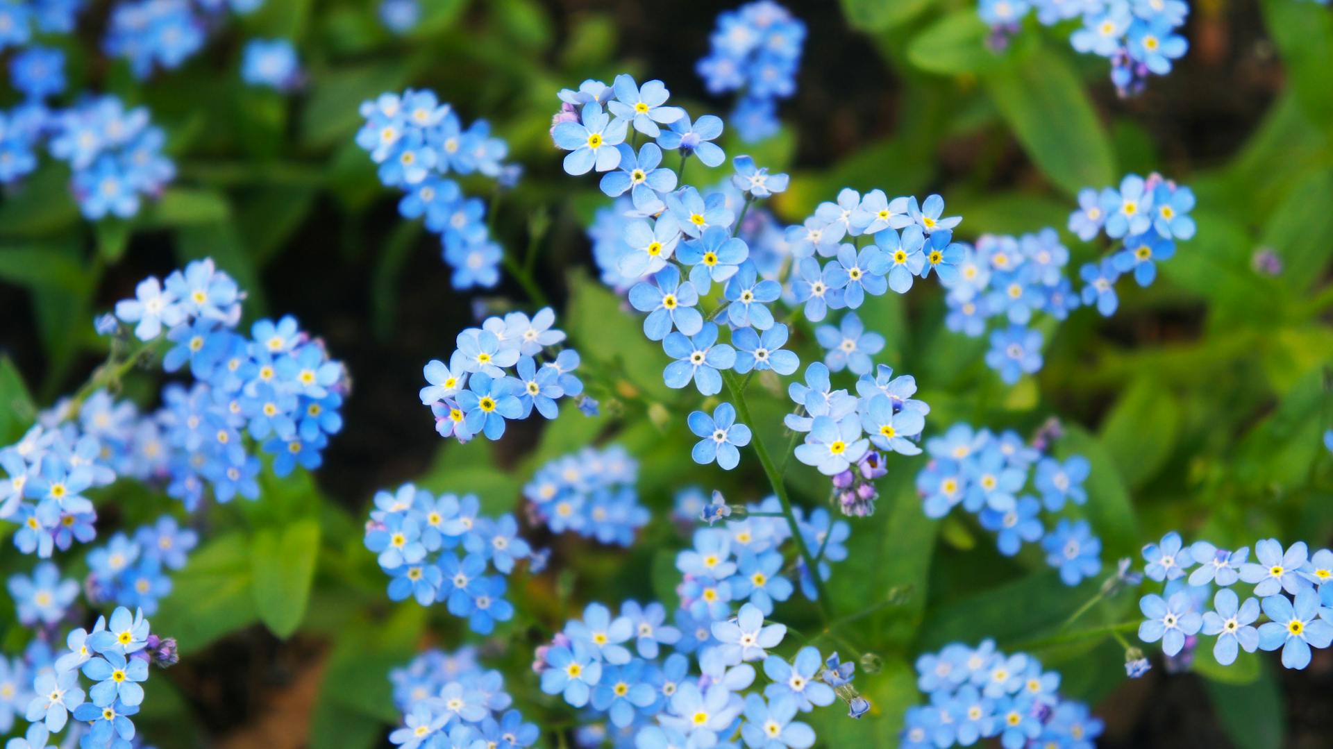 Blühendes Vergissmeinnicht