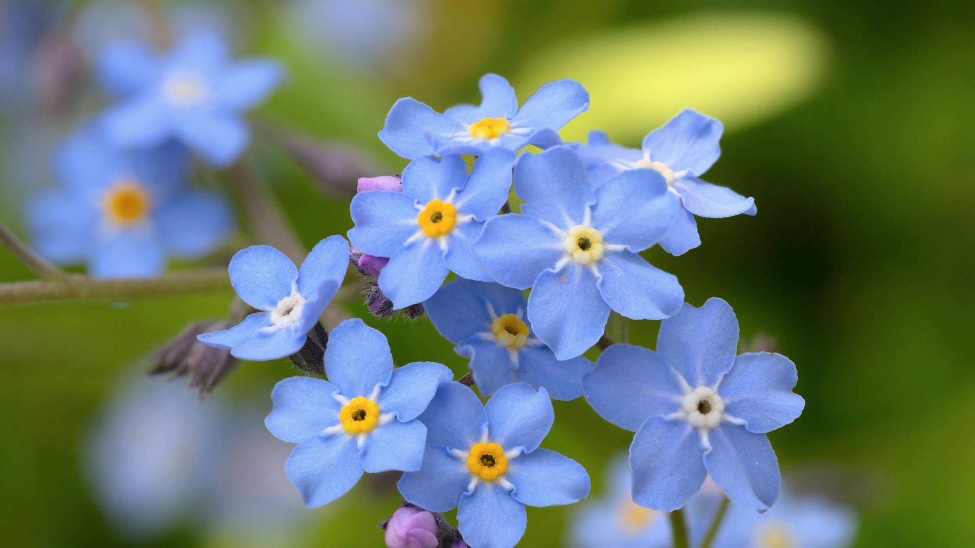 Blüten des Vergissmeinnichts.