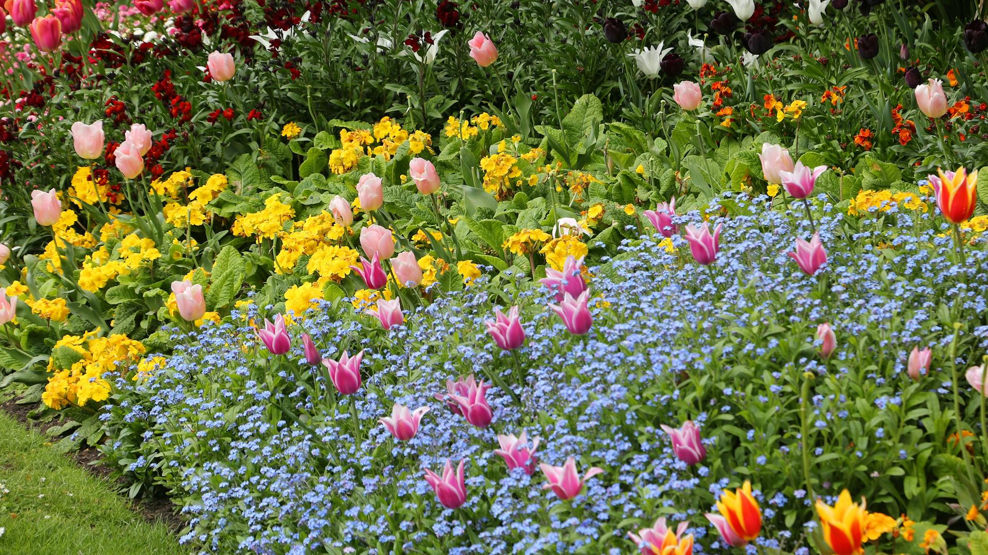 Vergissmeinnicht mit Tulpen im Garten