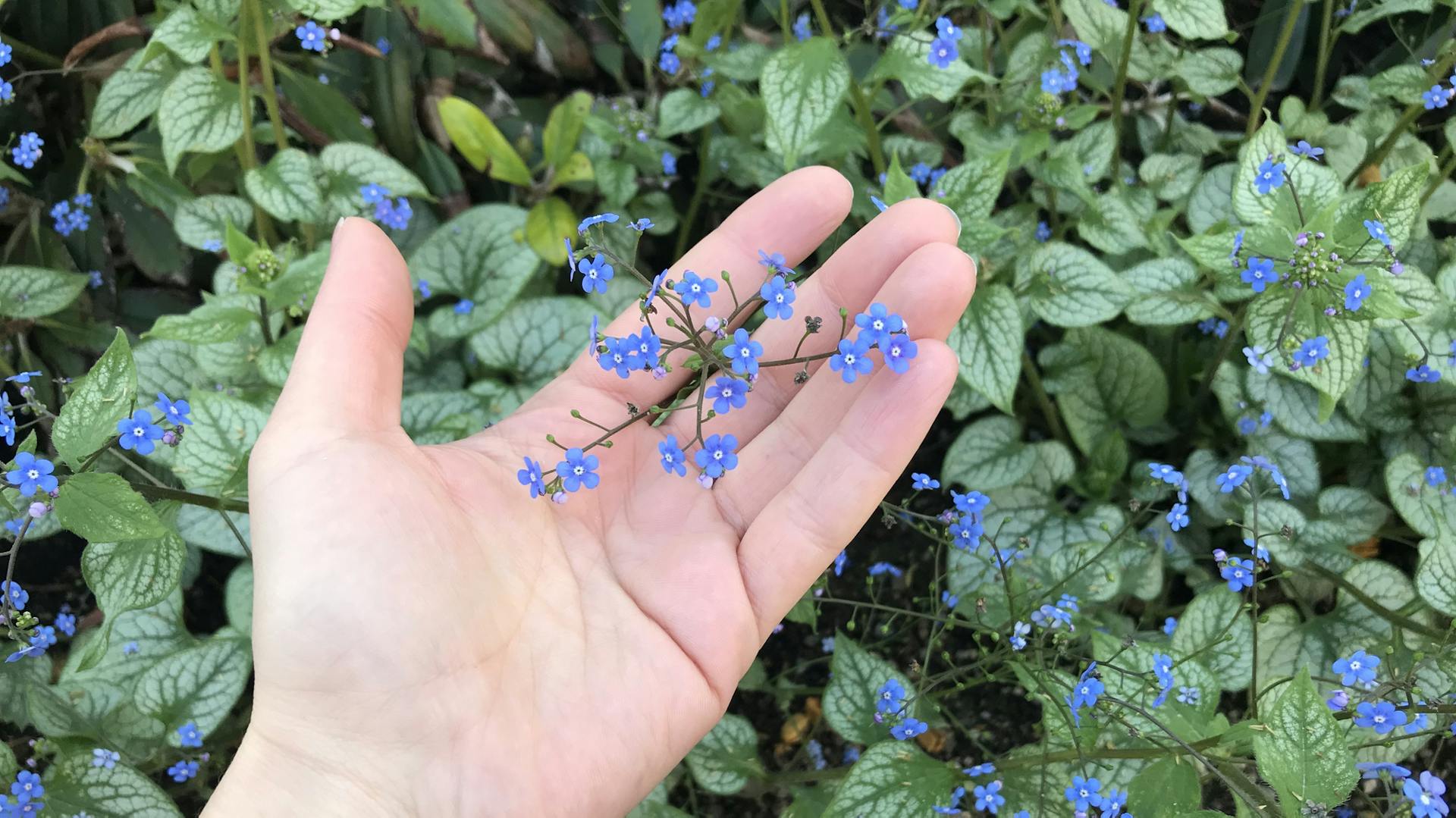 Vergissmeinnicht auf einer Hand