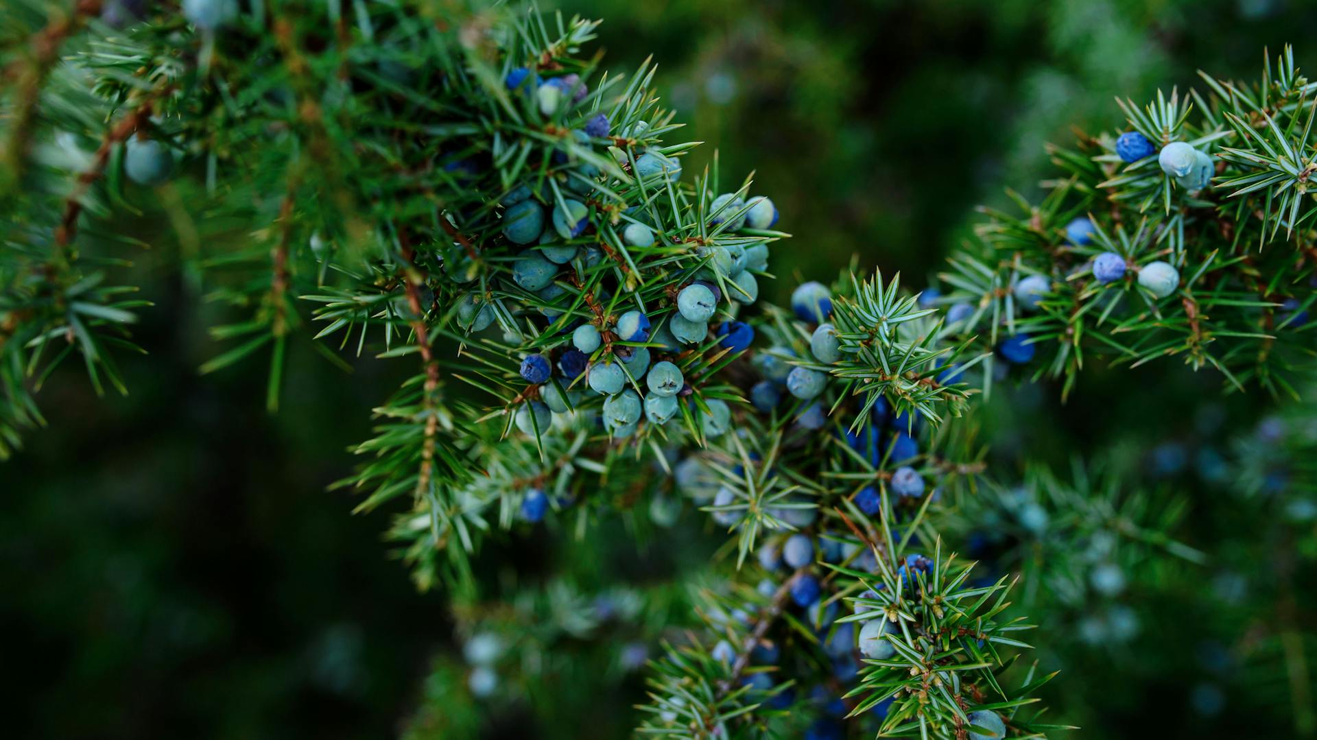 Wacholder mit Beeren