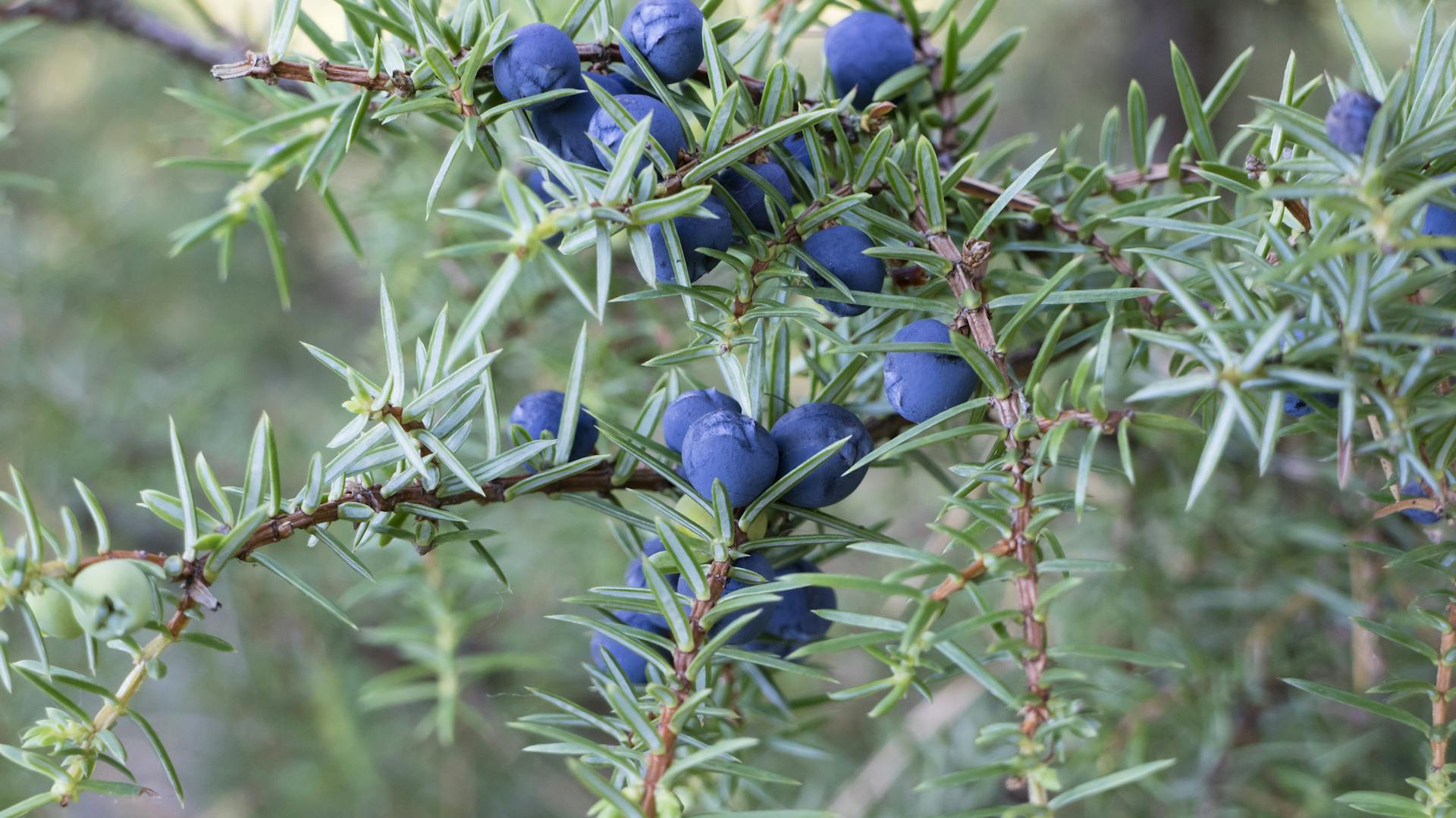Blaue Beeren am Gemeinen Wacholder