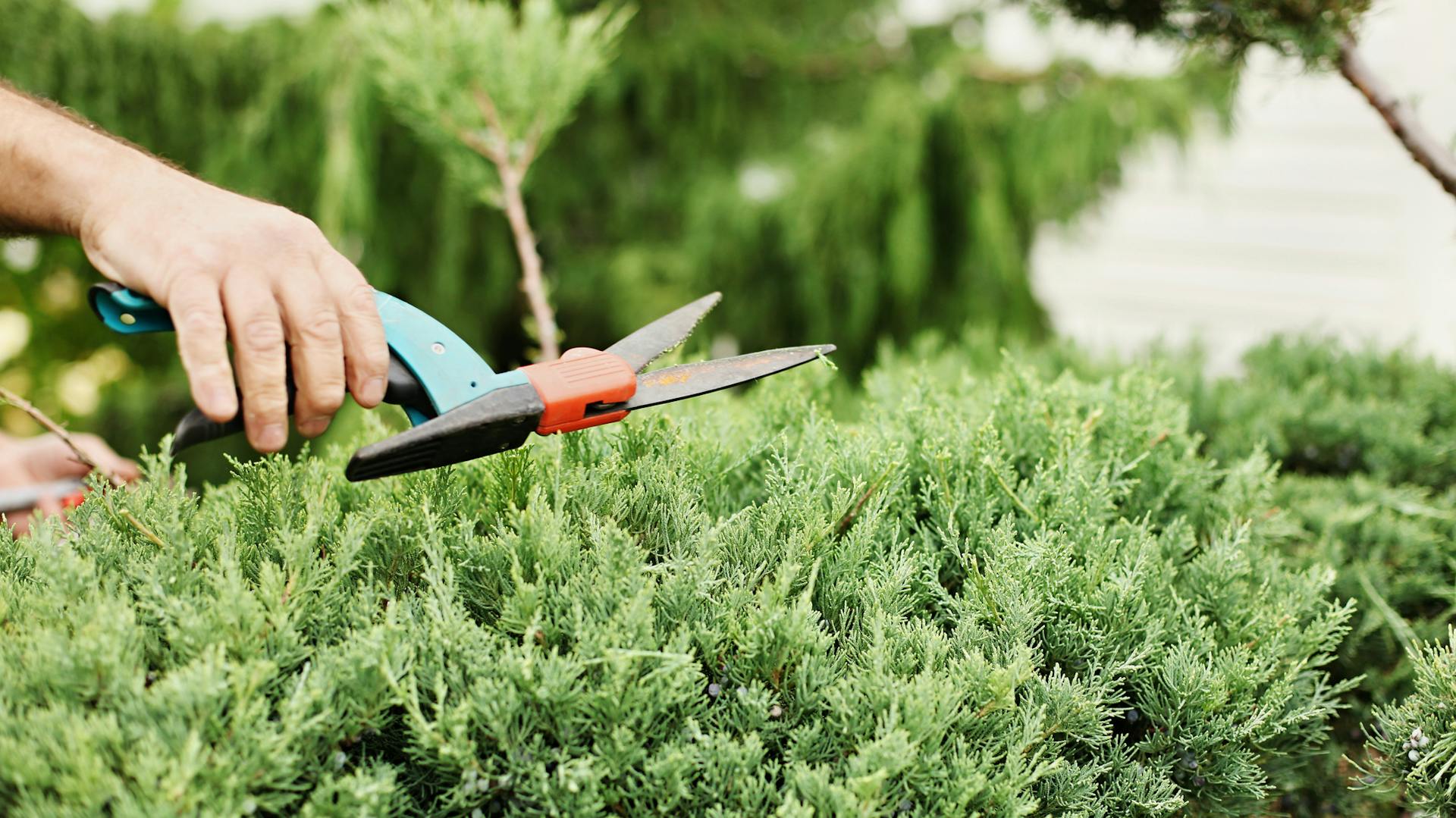 Wacholder wird mit einer Gartenschere geschnitten.