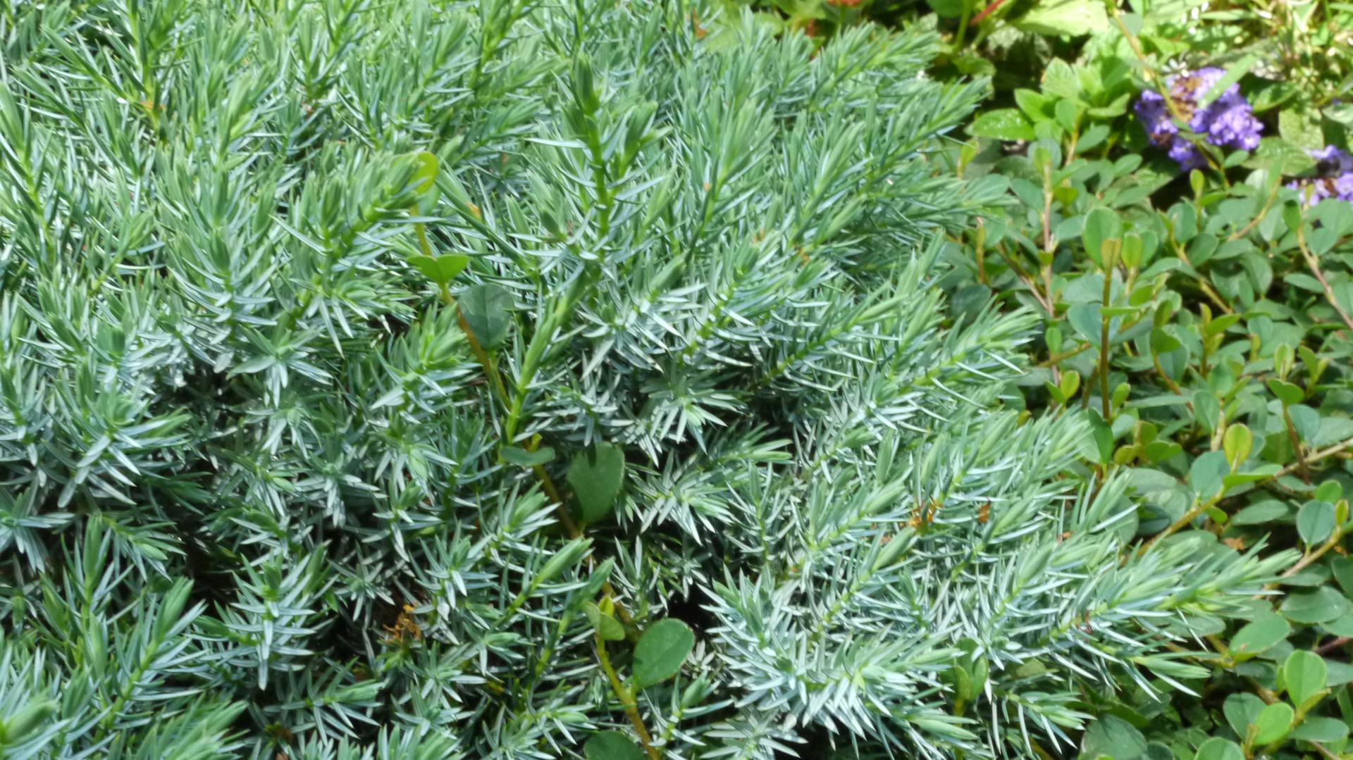 Bläuliche Nadeln des Wacholders „Blue Star“