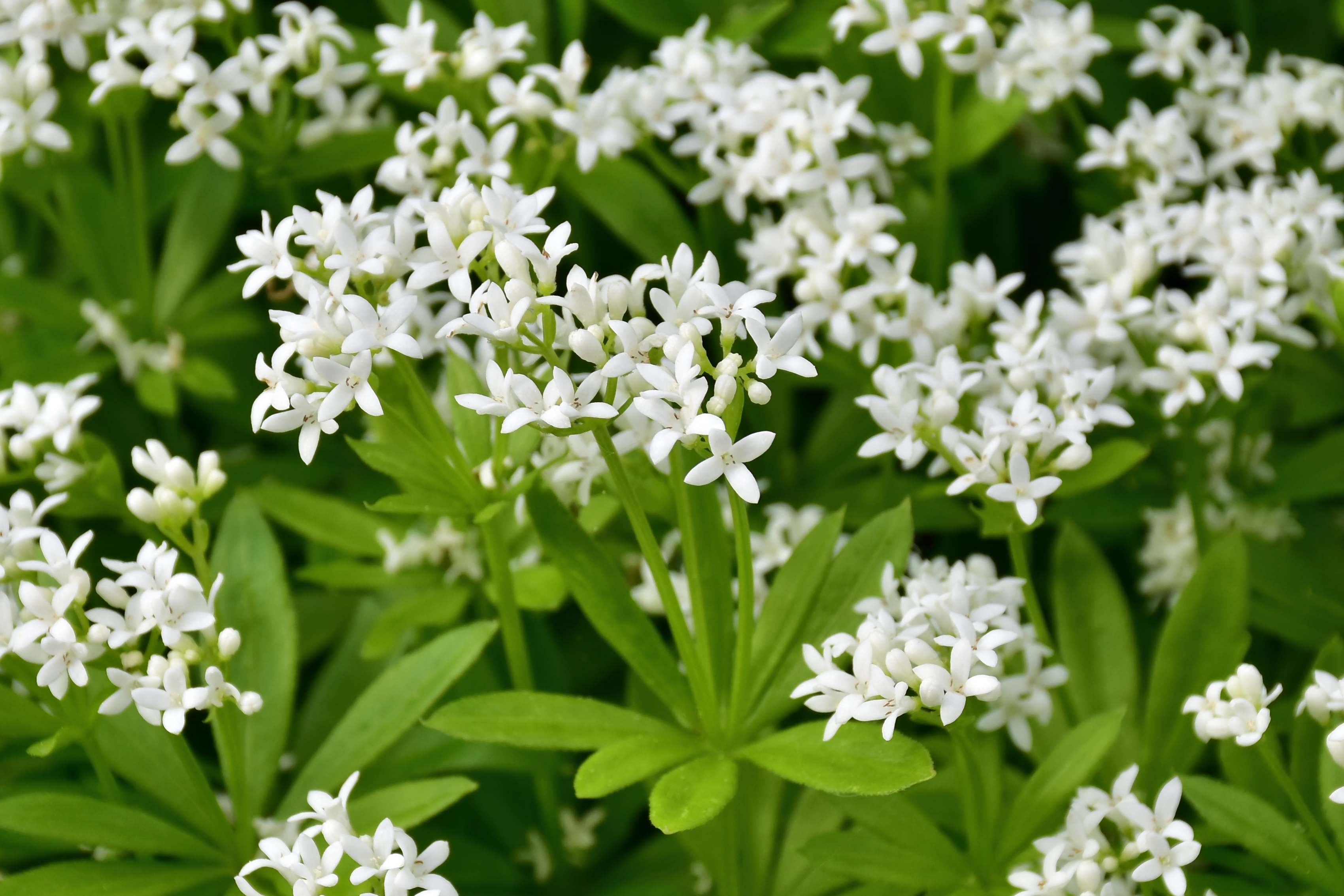 Waldmeister – Eigenschaften &amp; Tipps im Überblick | OBI