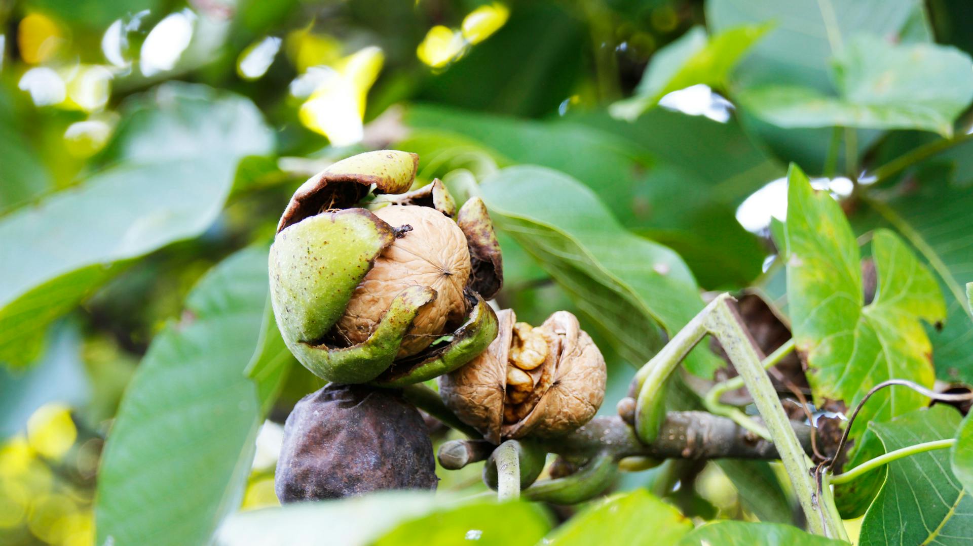 Die Walnussfrucht öffnet sich und die Walnuss kommt zum Vorschein.