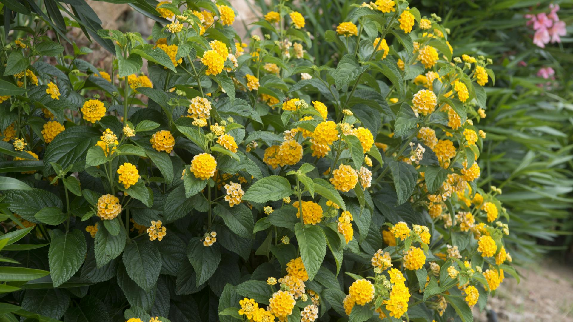 Blühendes Wandelröschen.