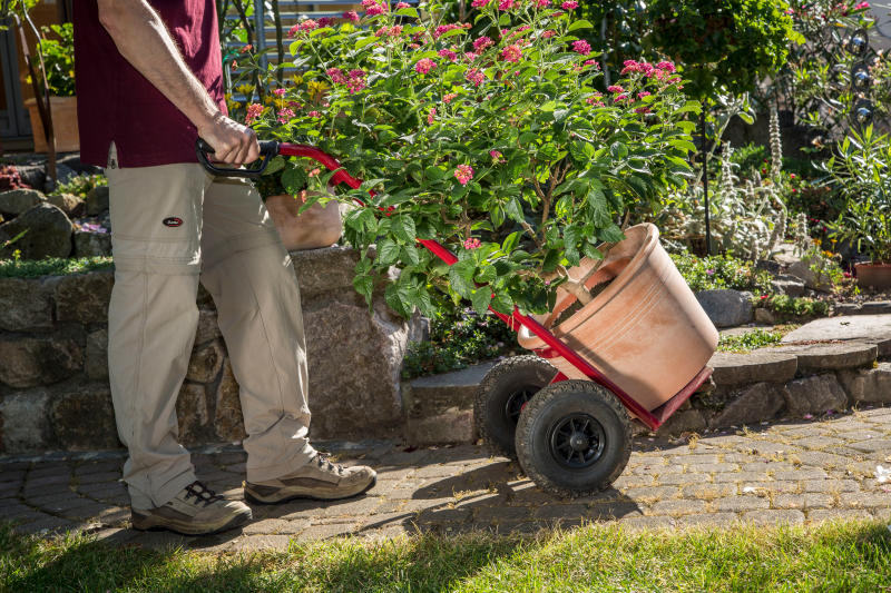 Wandelröschen auf einer Sackkarre.