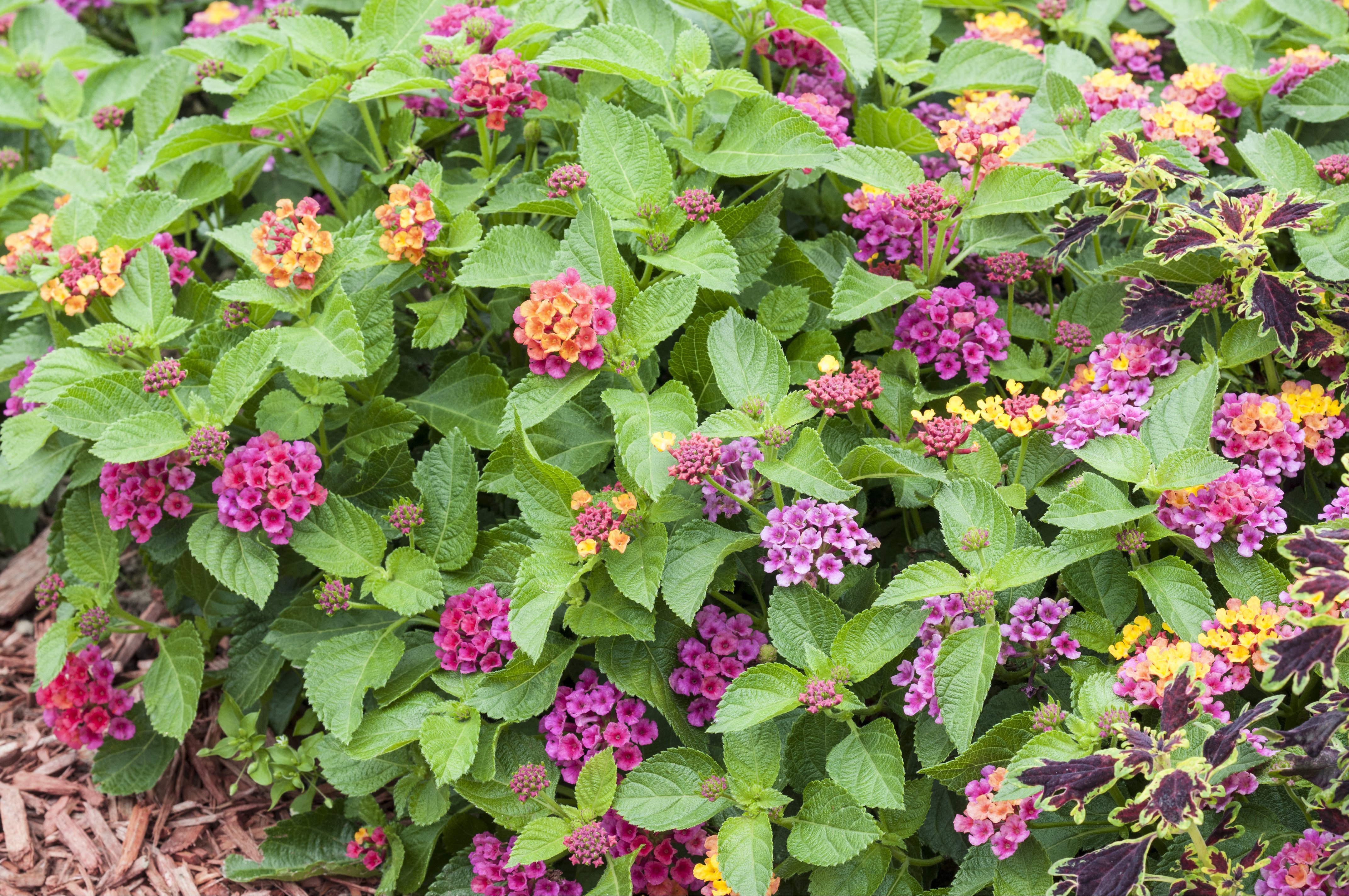 Wandelröschen Eigenschaften & Tipps im Überblick OBI