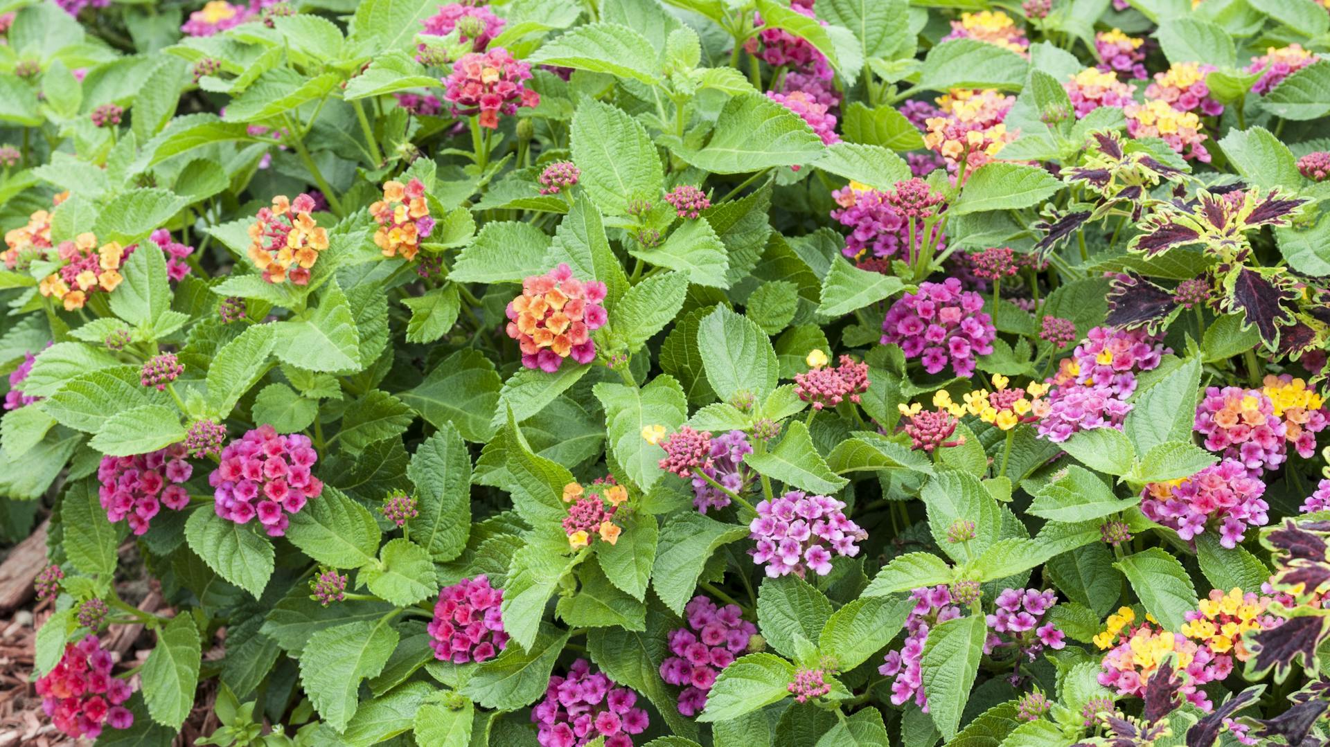 Blühendes Wandelröschen in einem Beet