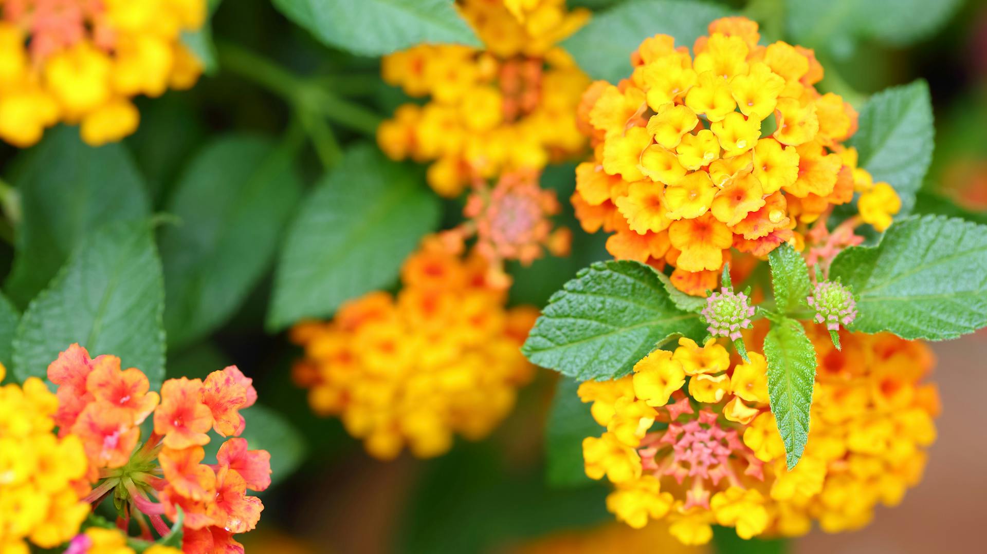 Gelbe Blüten am Wandelröschen