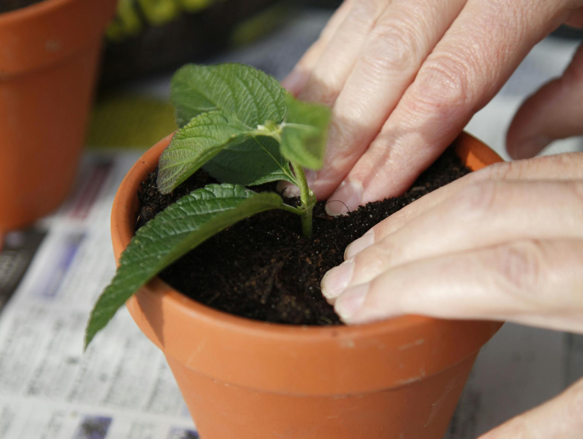 Jemand pflanzt ein junges Wandelröschen zwecks Vermehrung.
