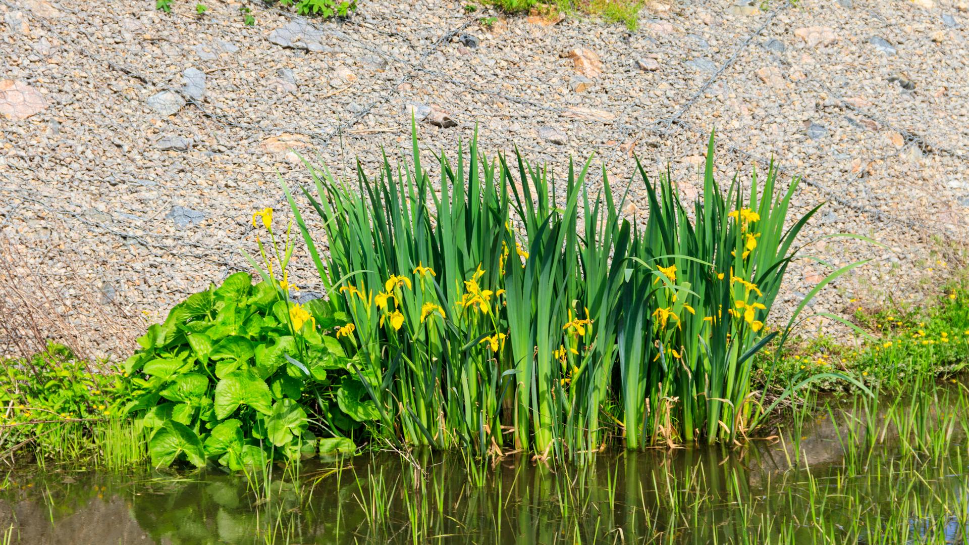 Wasserlilie in einem Teich an einem befestigtem Hang