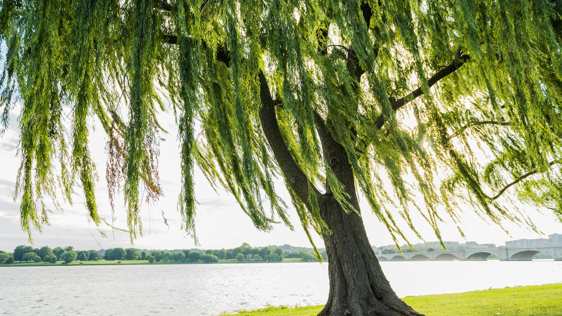 Trauerweide im Sonnenlicht am Ufer eines Sees.