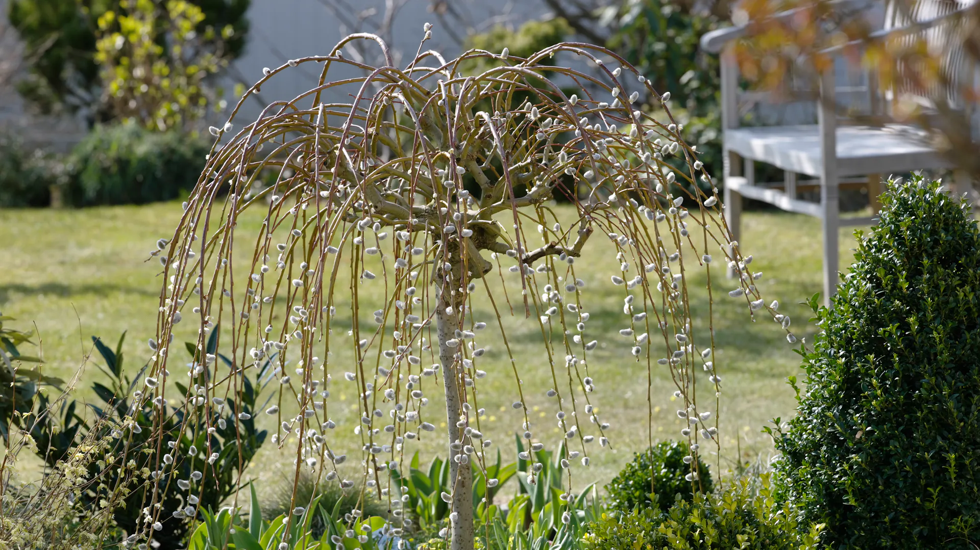 Hängende Kätzchenweide in einem Beet im Garten.