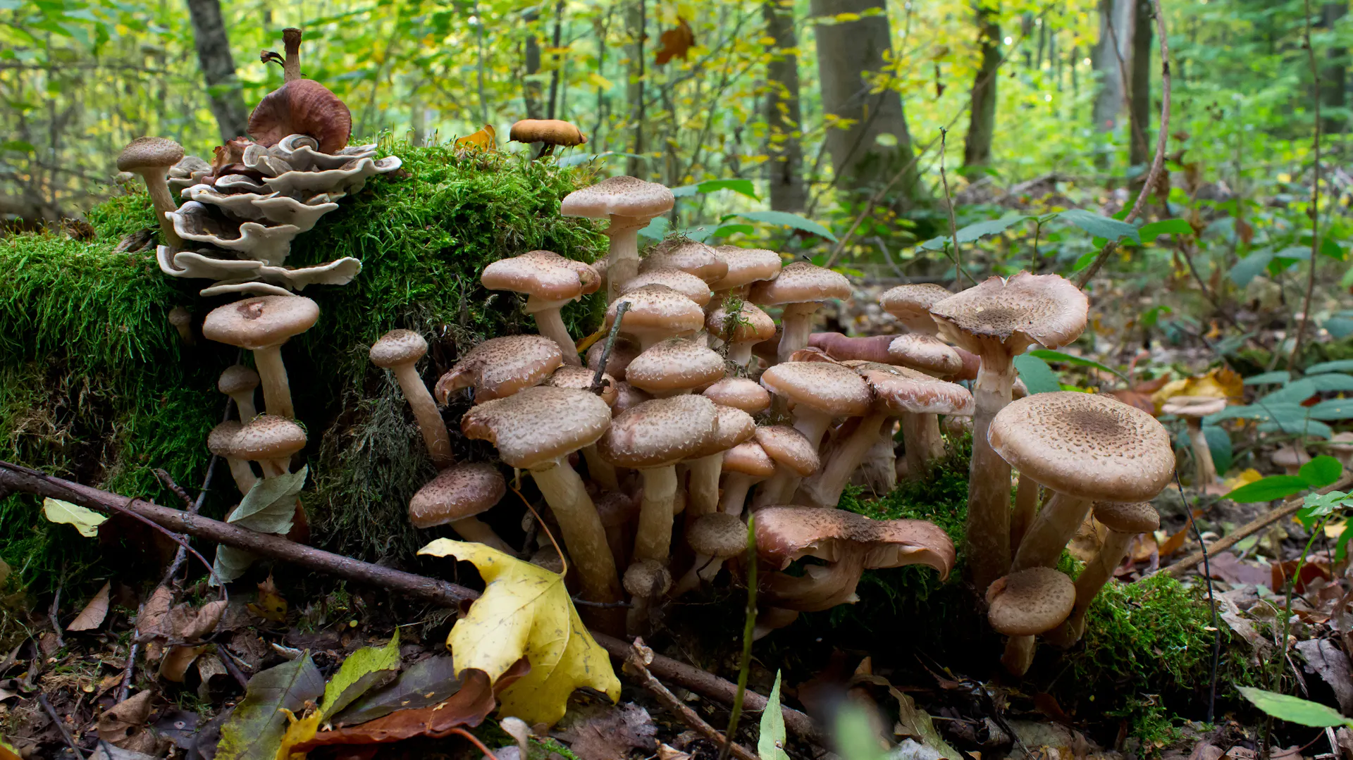 Hallimasch-Pilze sprießen aus dem Waldboden.