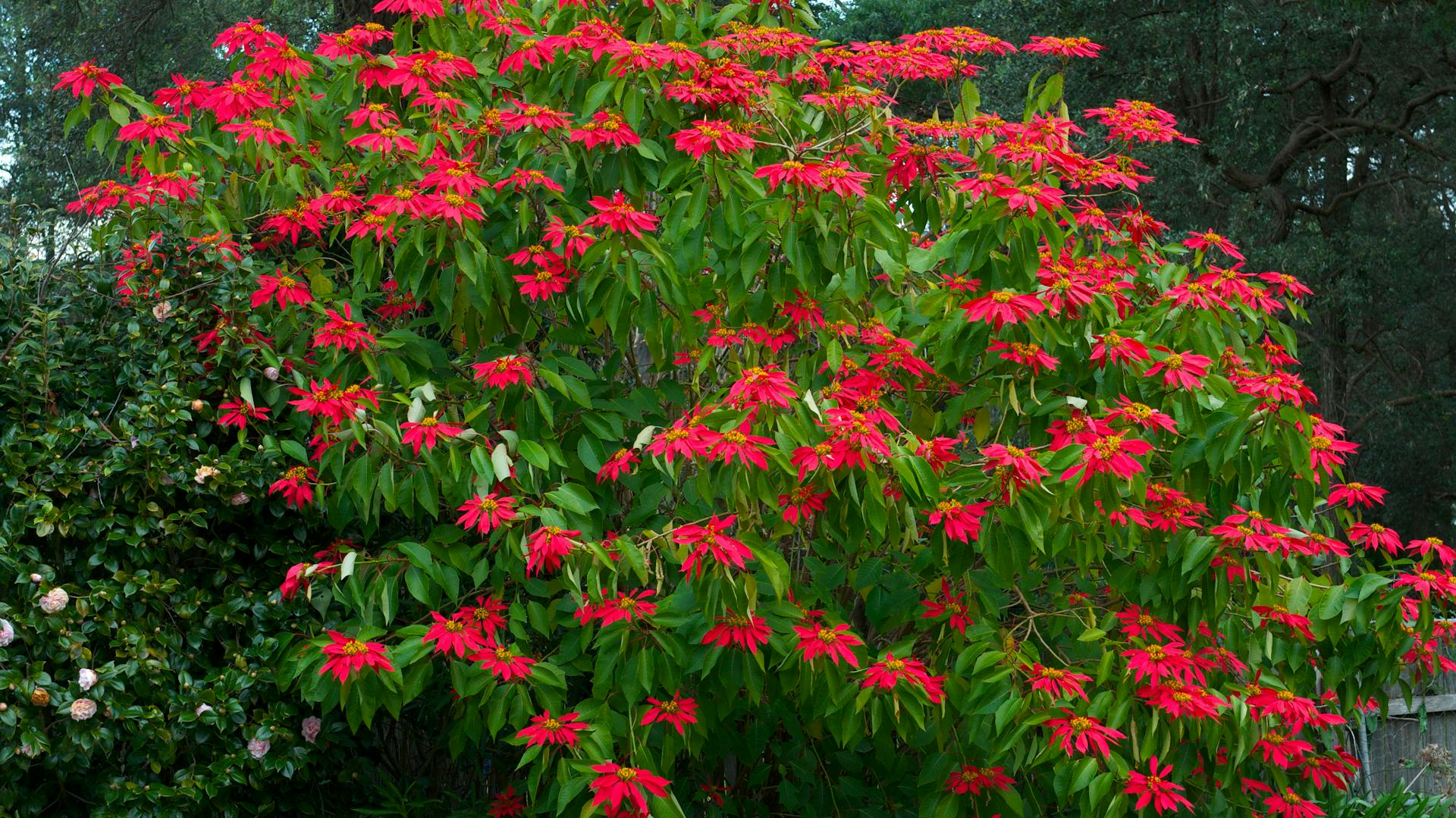 Una grande stella di Natale con numerose foglie rosse.