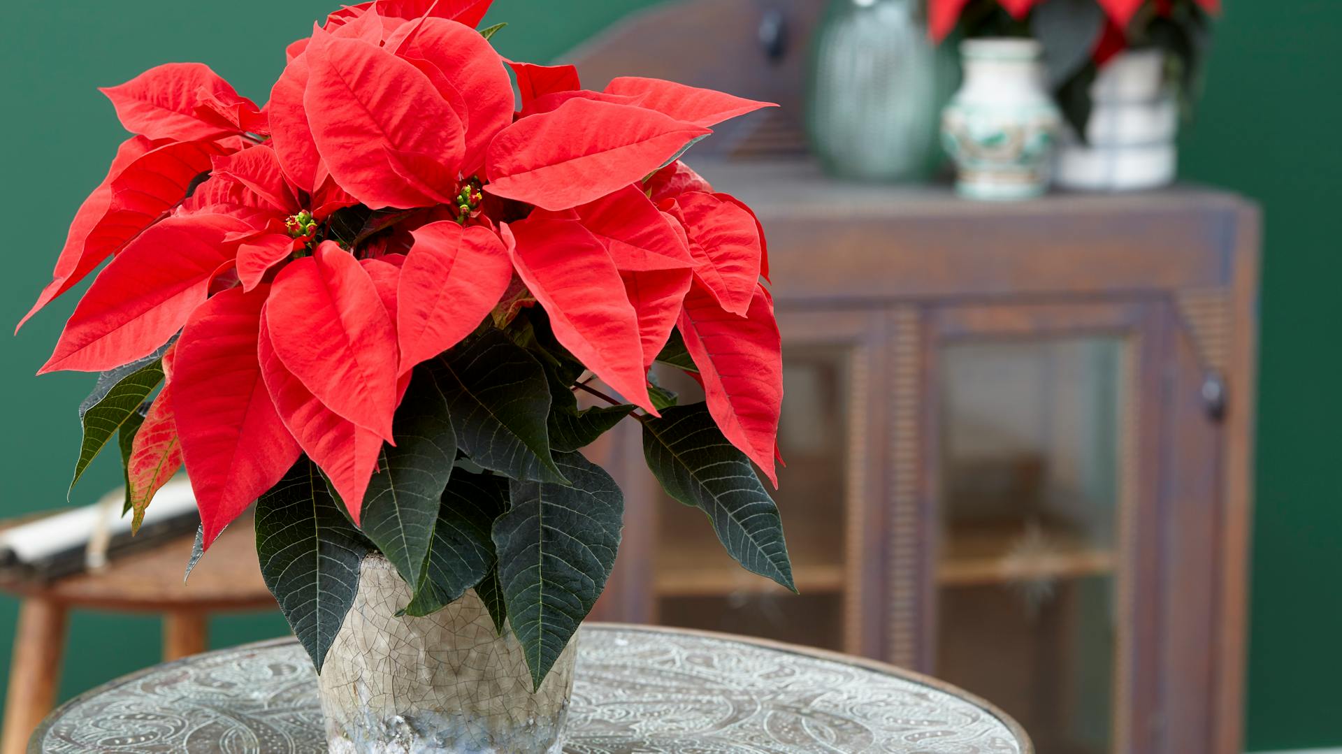 Una stella di Natale rossa si trova su un tavolo