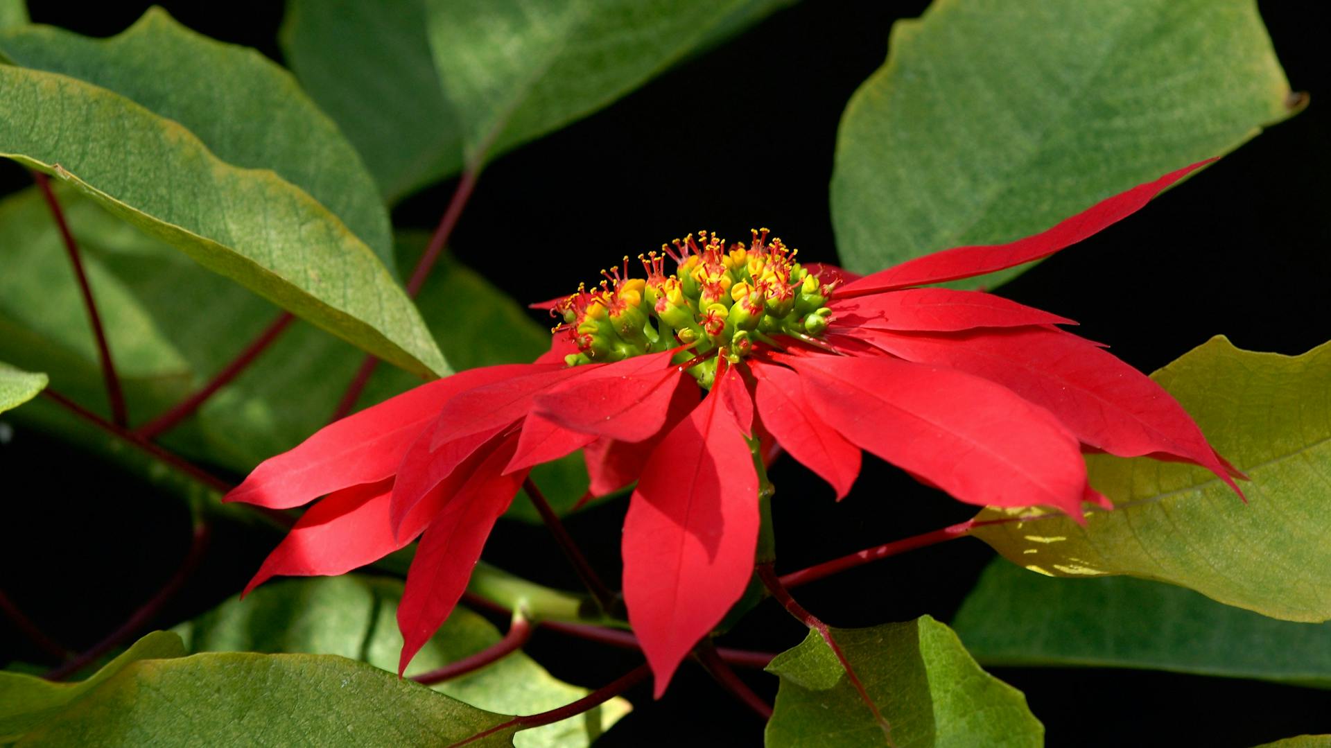 I fiori di una stella di Natale rossa
