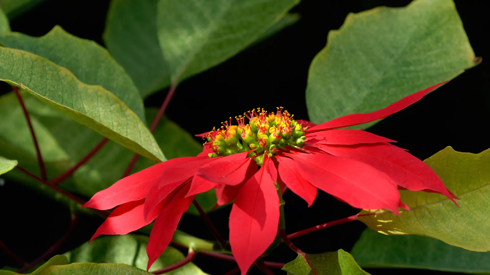 Die Blüten eines roten Weihnachtssterns.