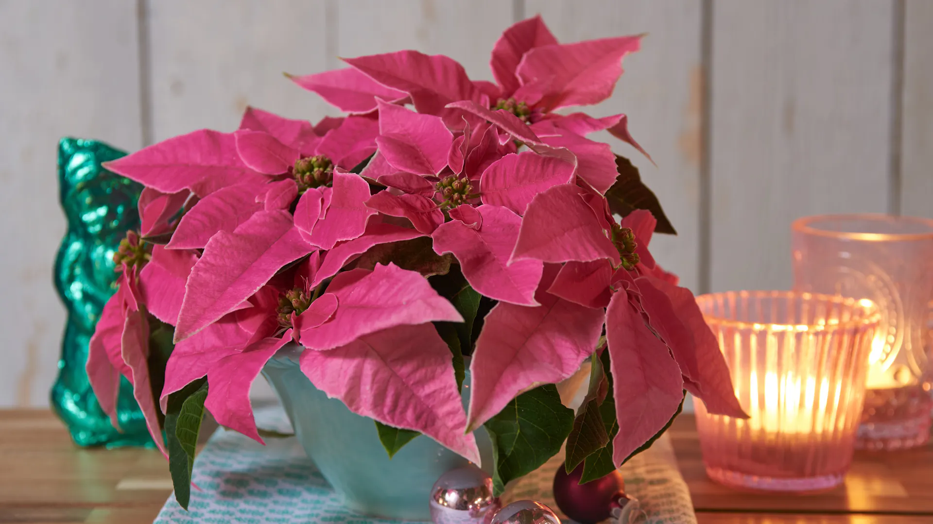 Ein rosafarbener Weihnachtsstern steht zwischen weihnachtlicher Dekoration.