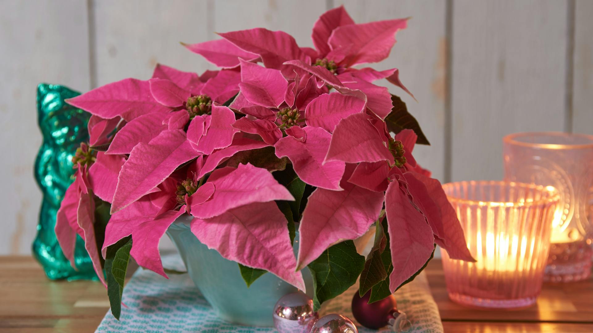 Una stella di Natale di colore rosa si trova tra le decorazioni natalizie.