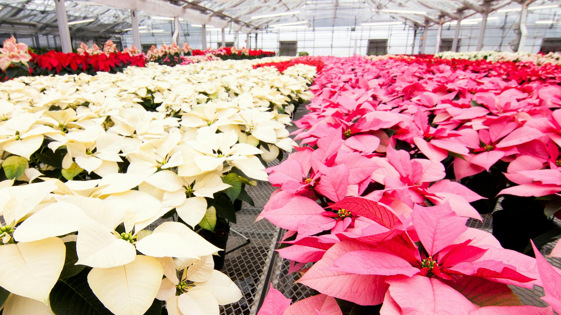 Stelle di Natale in serra con foglie di diversi colori