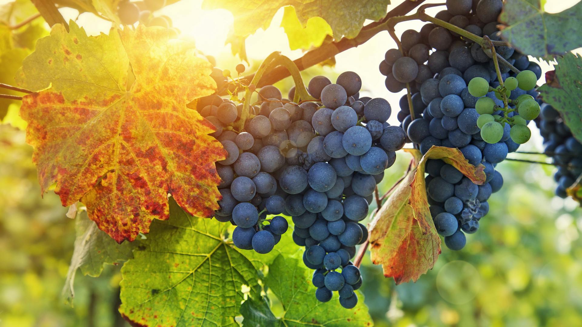 Dunkle Trauben an einer Weinrebe